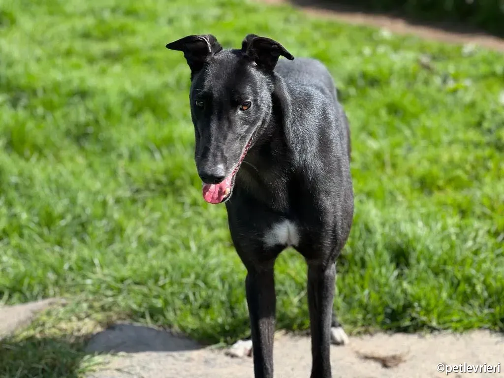 troy greyhound adozione petlevrieri 06