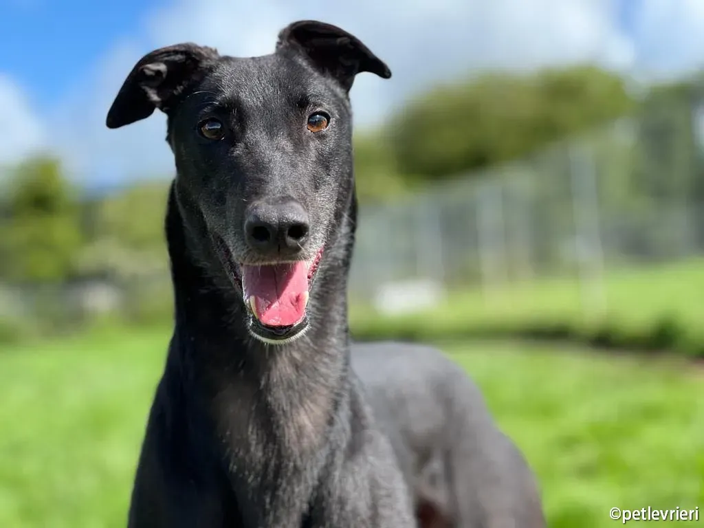 troy greyhound adozione petlevrieri 07