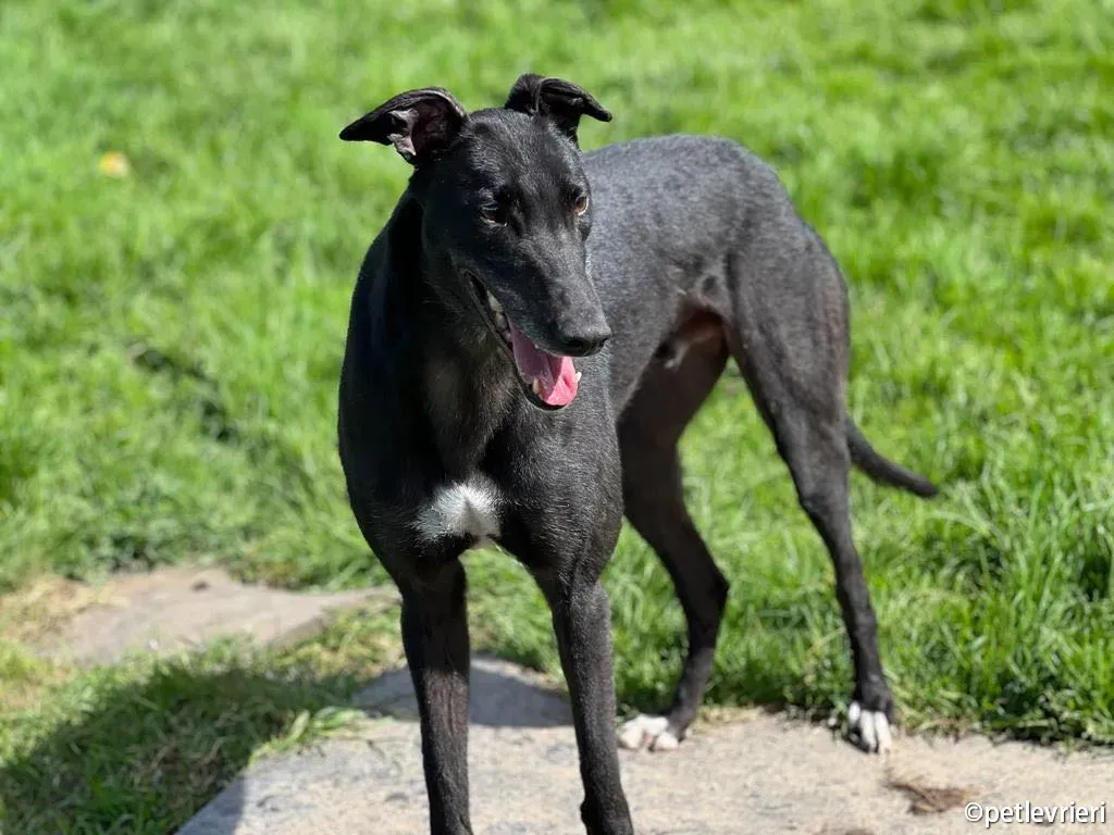 troy greyhound adozione petlevrieri 08