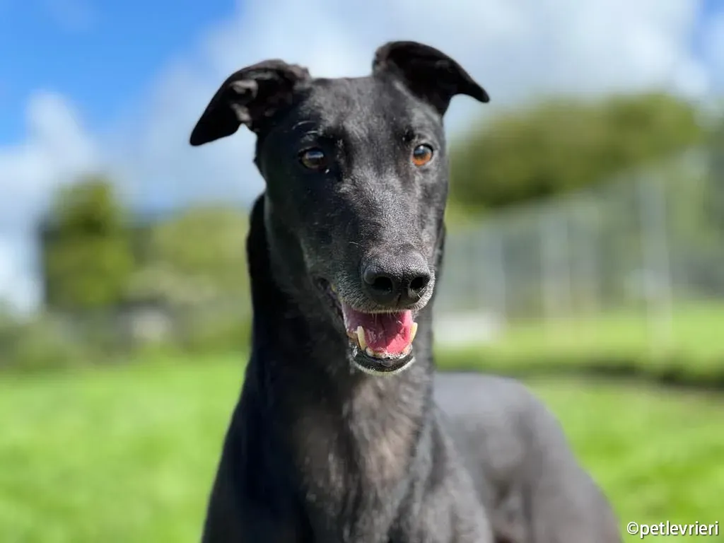 troy greyhound adozione petlevrieri 09