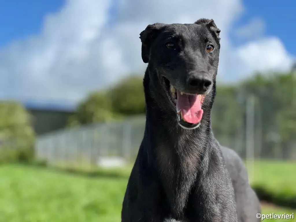 troy greyhound adozione petlevrieri 10