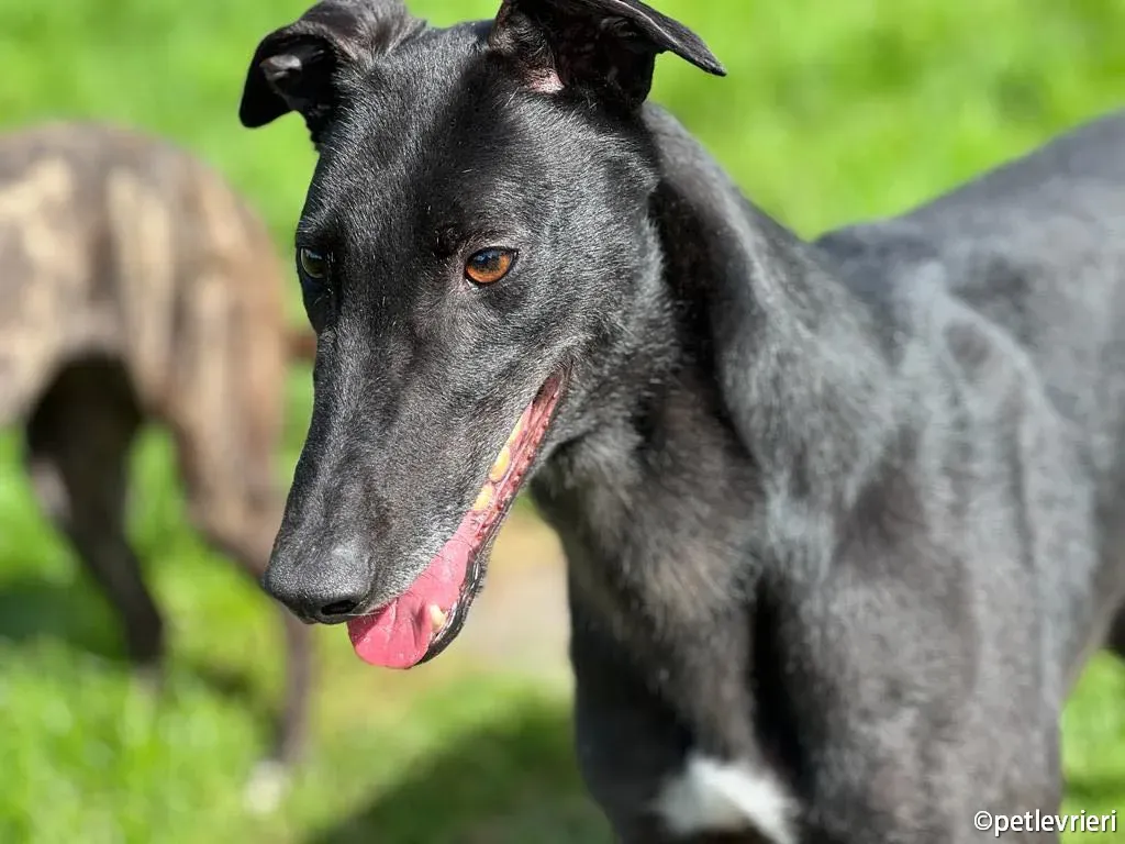 troy greyhound adozione petlevrieri 11