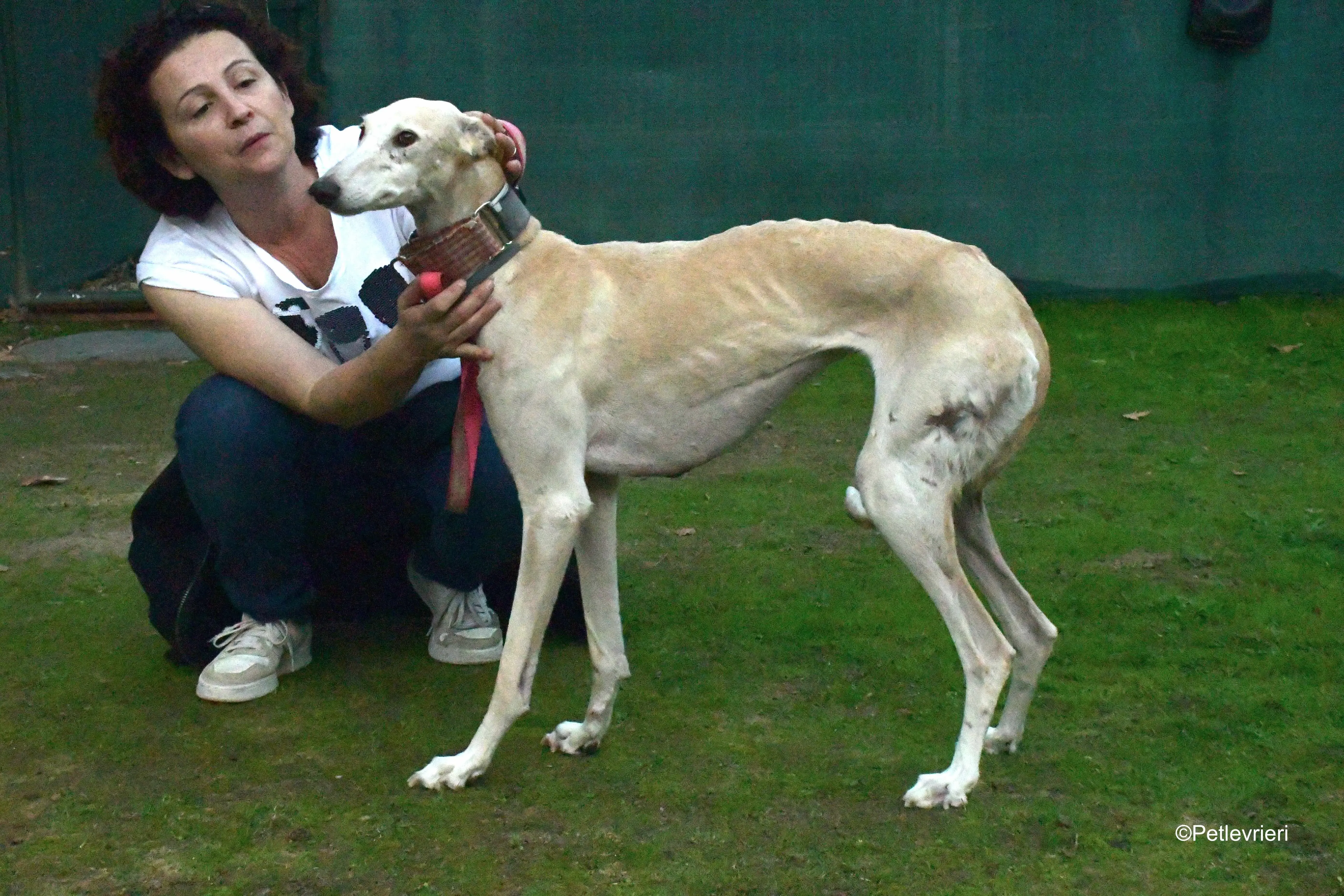 troya adozione levrieri galgo 1