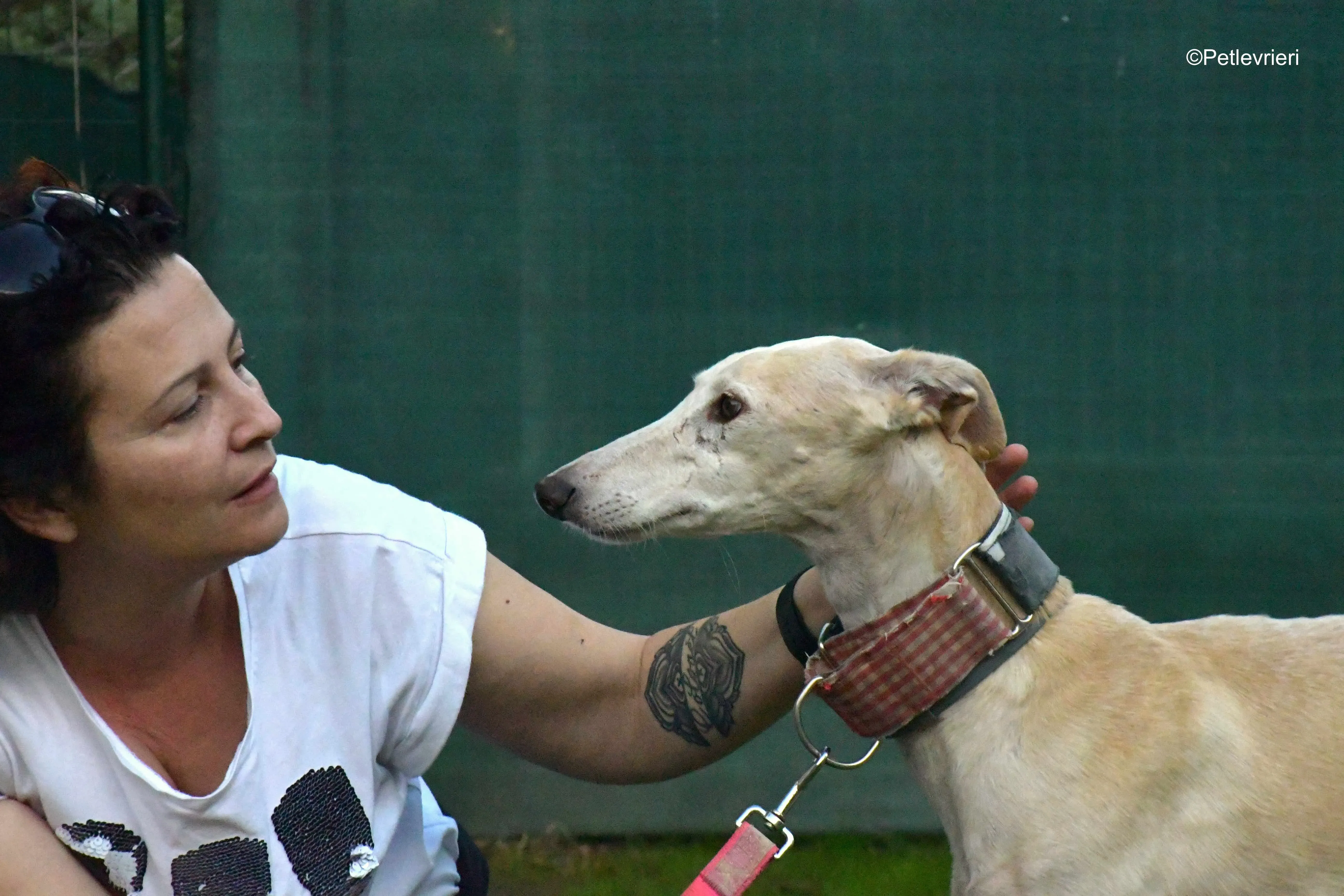 troya adozione levrieri galgo 2