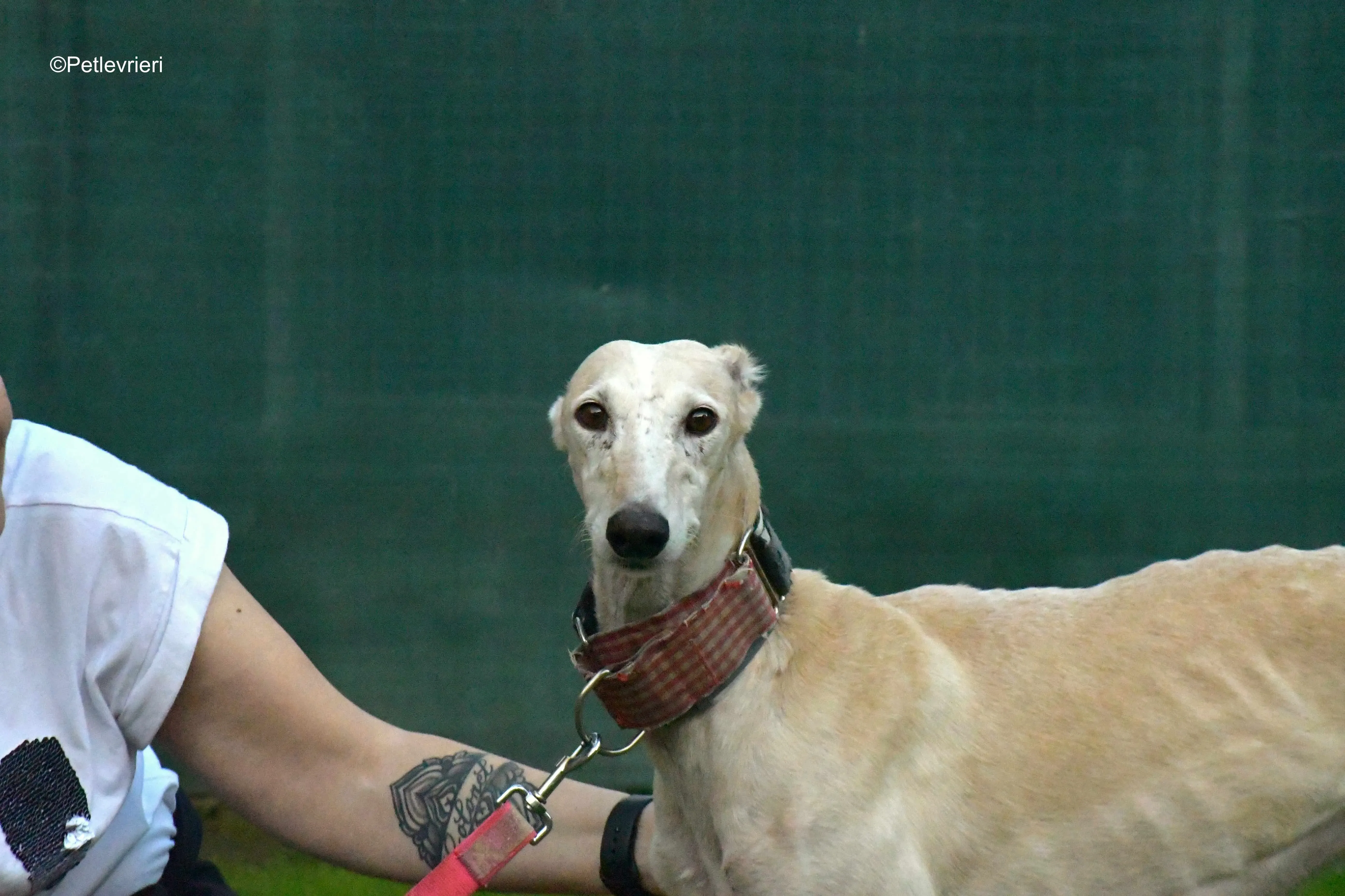 troya adozione levrieri galgo 4