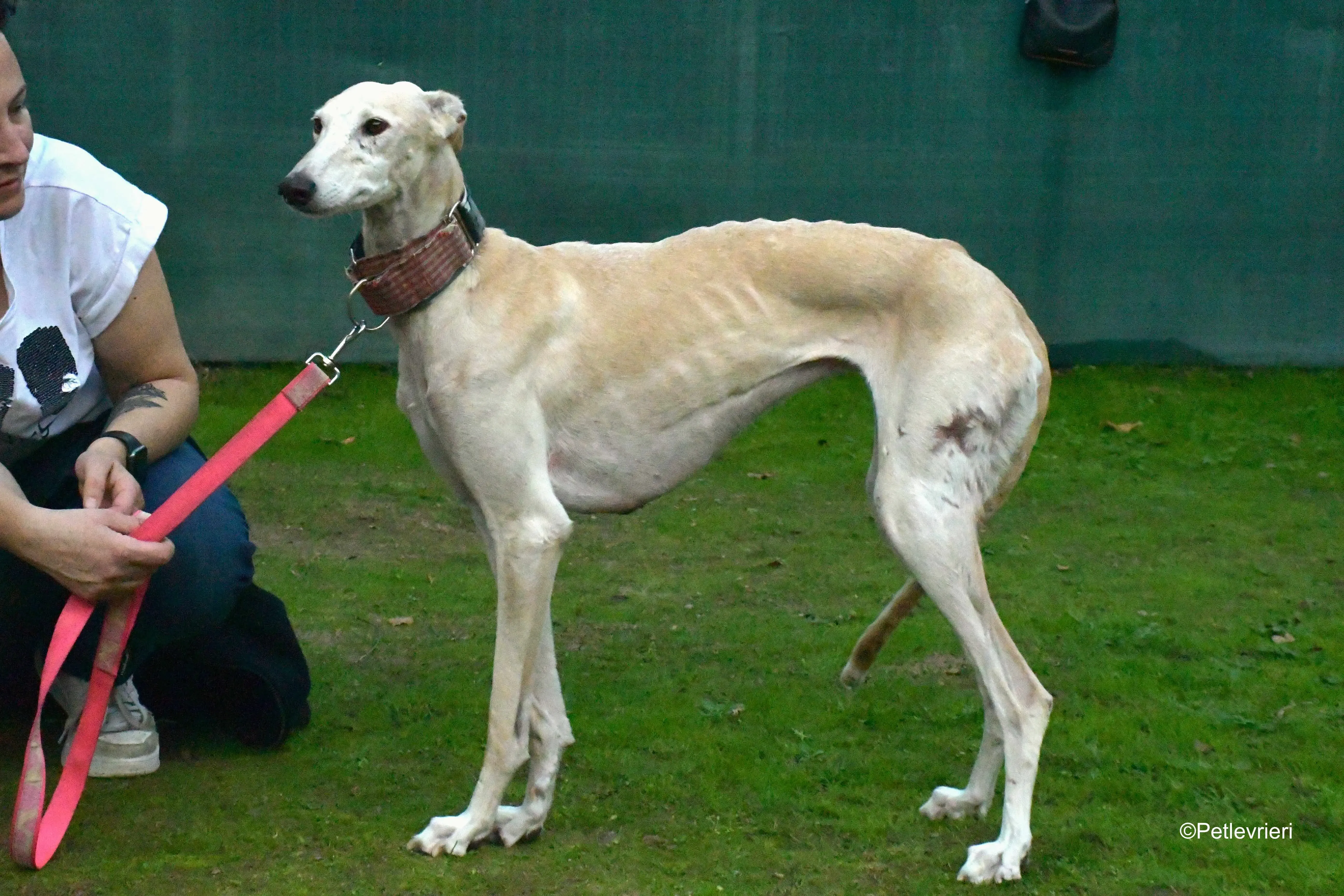 troya adozione levrieri galgo 5