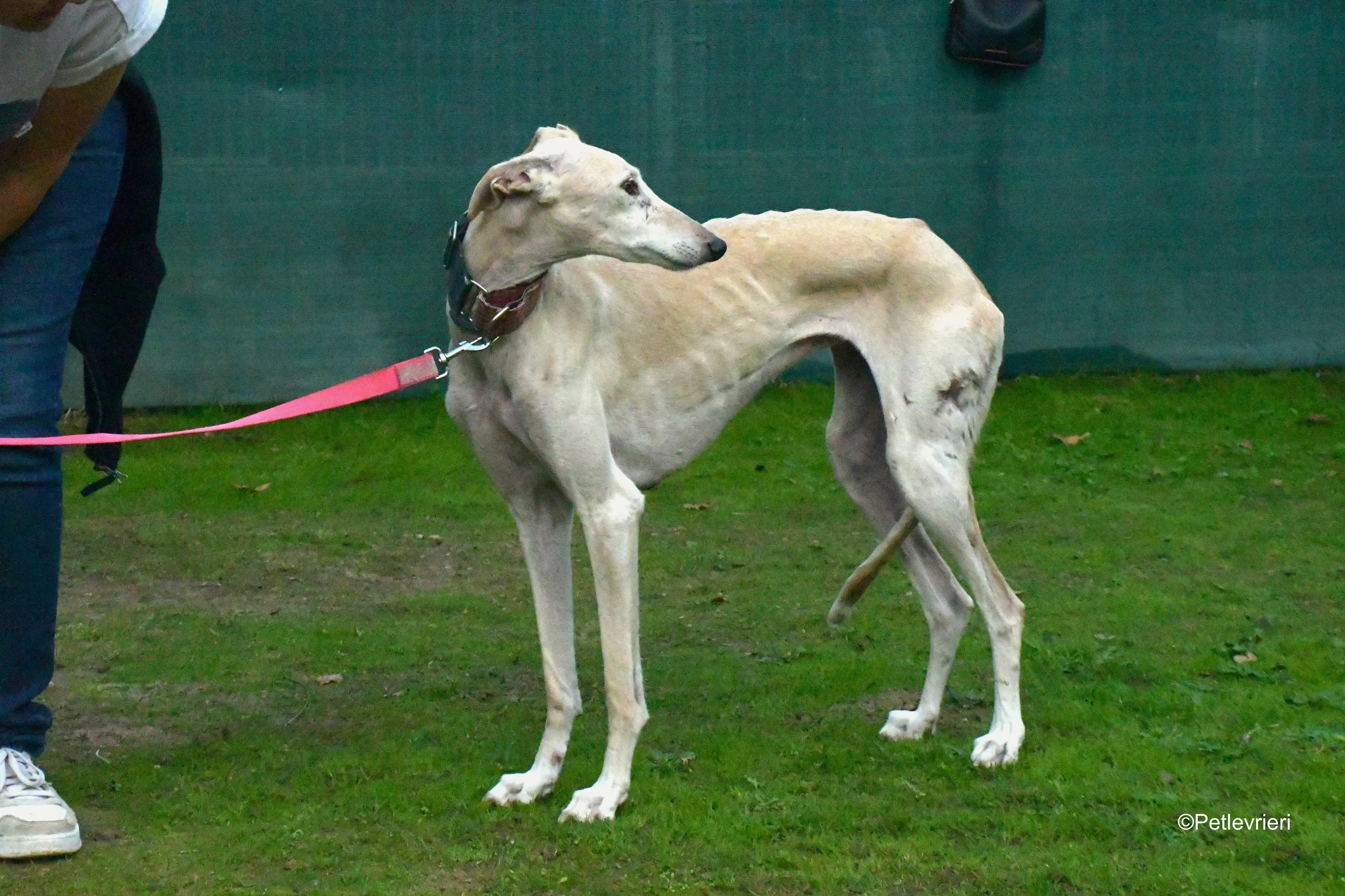 troya adozione levrieri galgo 6