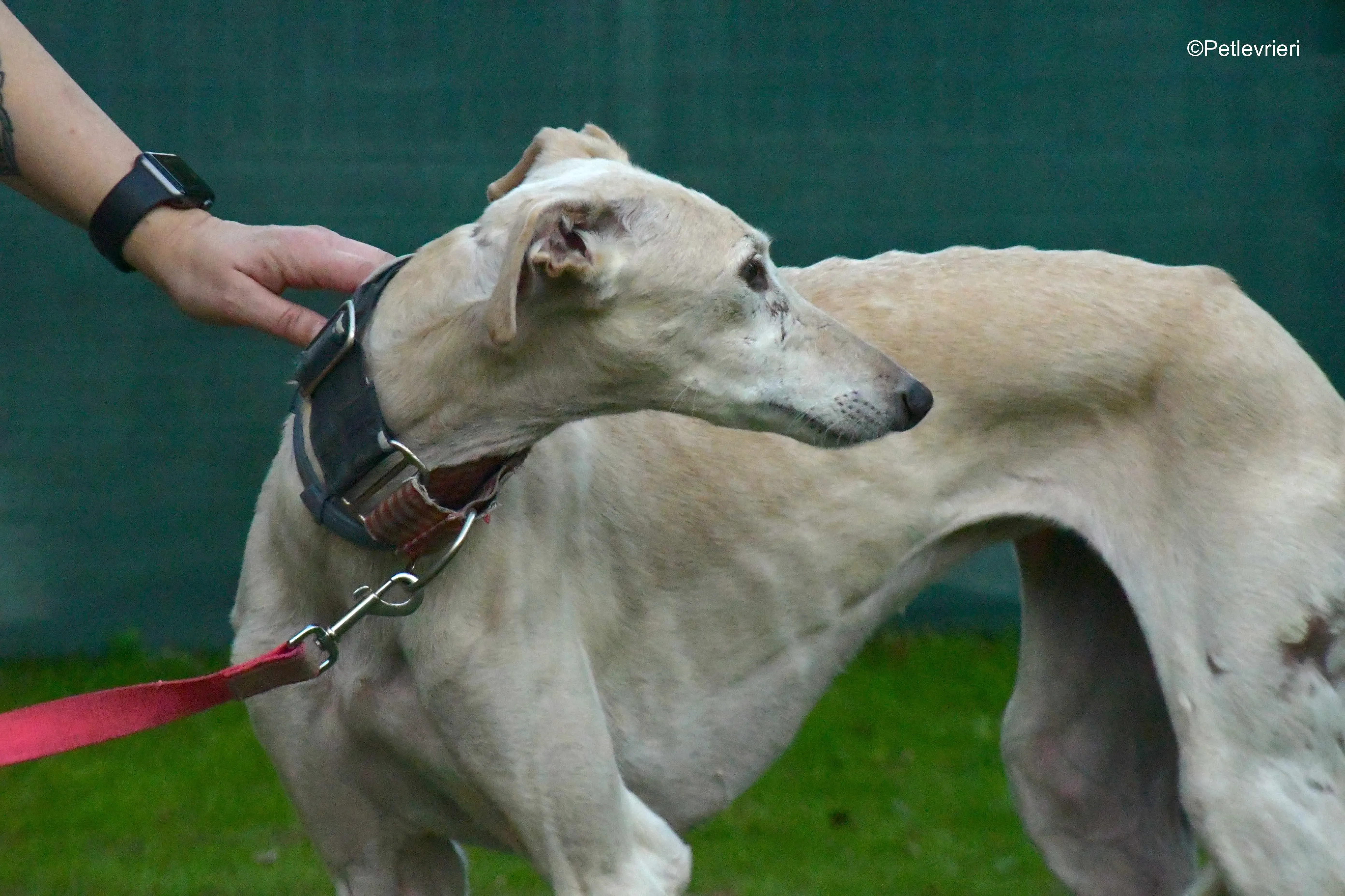 troya adozione levrieri galgo 7