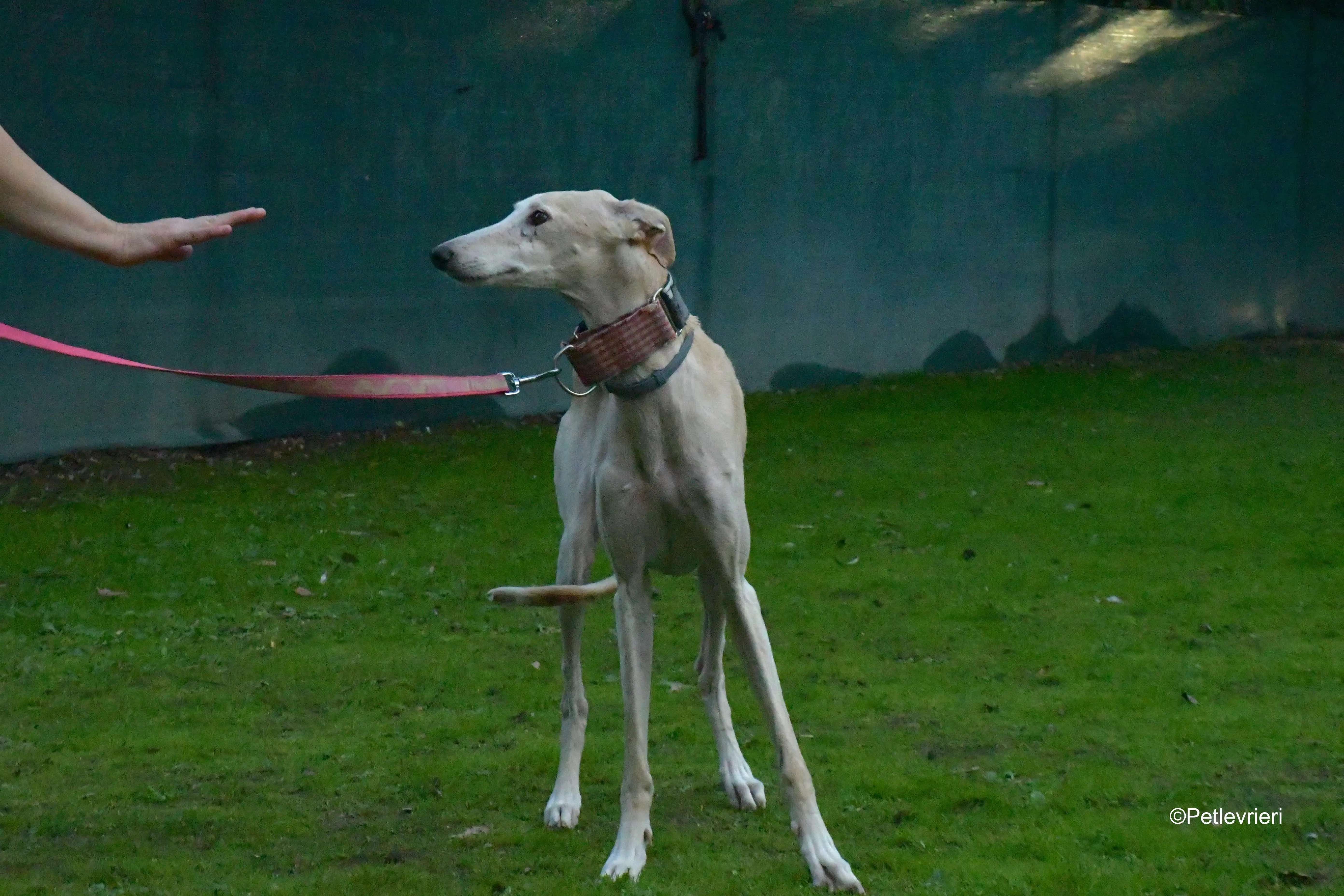 troya adozione levrieri galgo 8