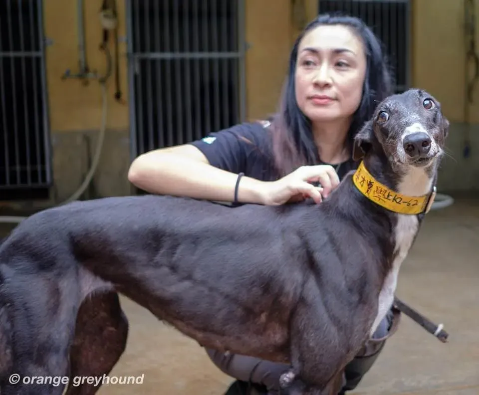 true bligh adozione greyhound macao