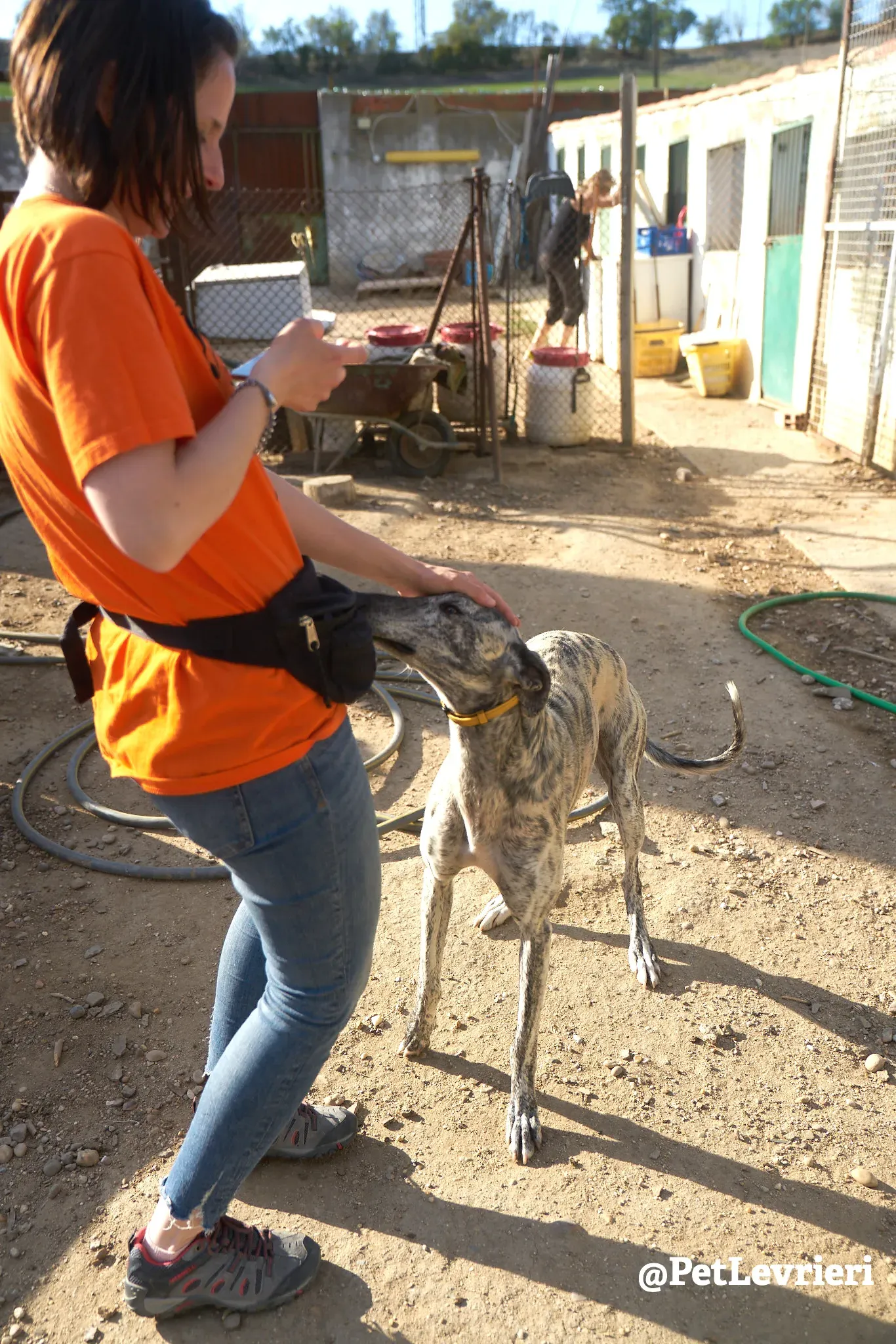 turbo adozione galgo 1