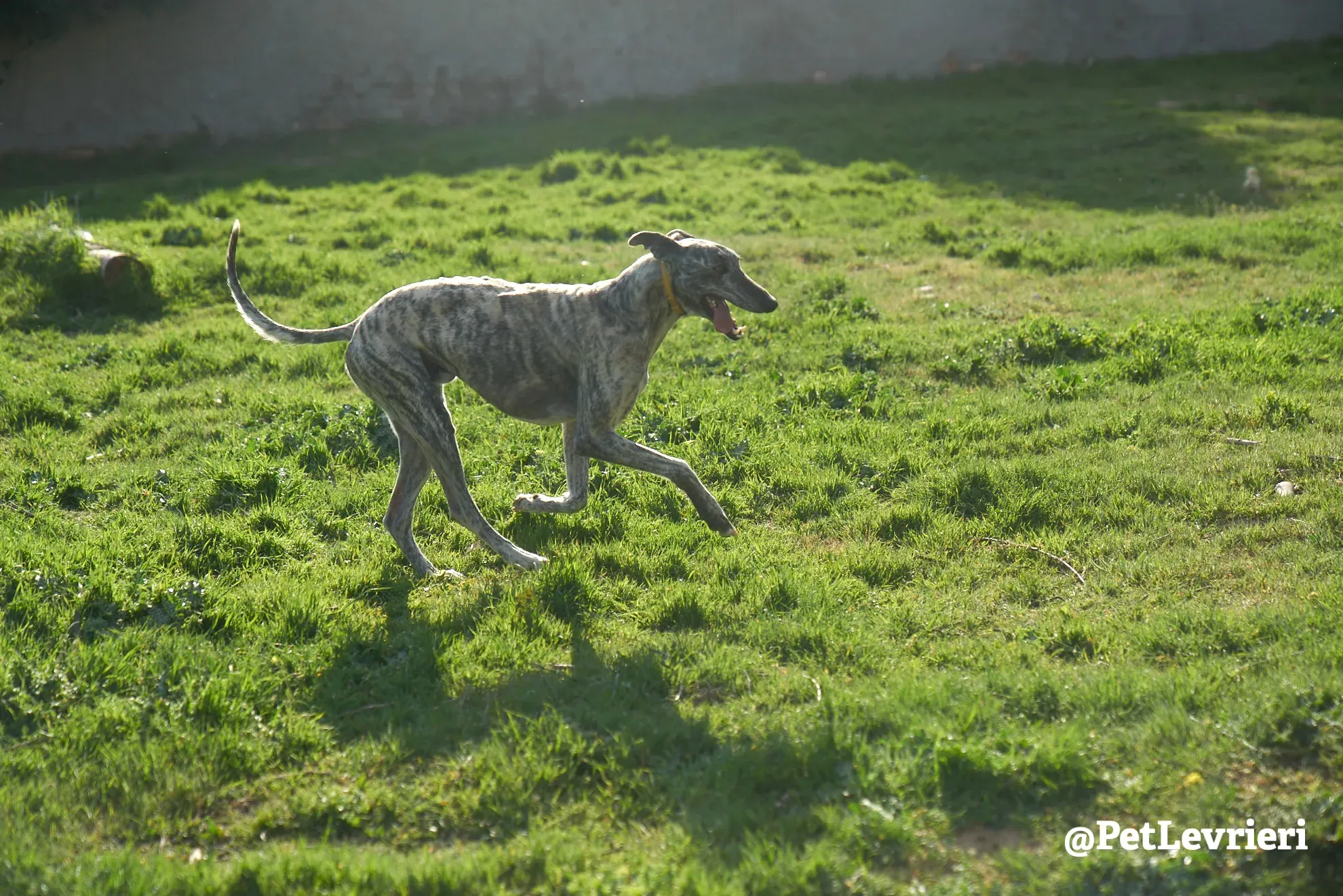 turbo adozione galgo 10