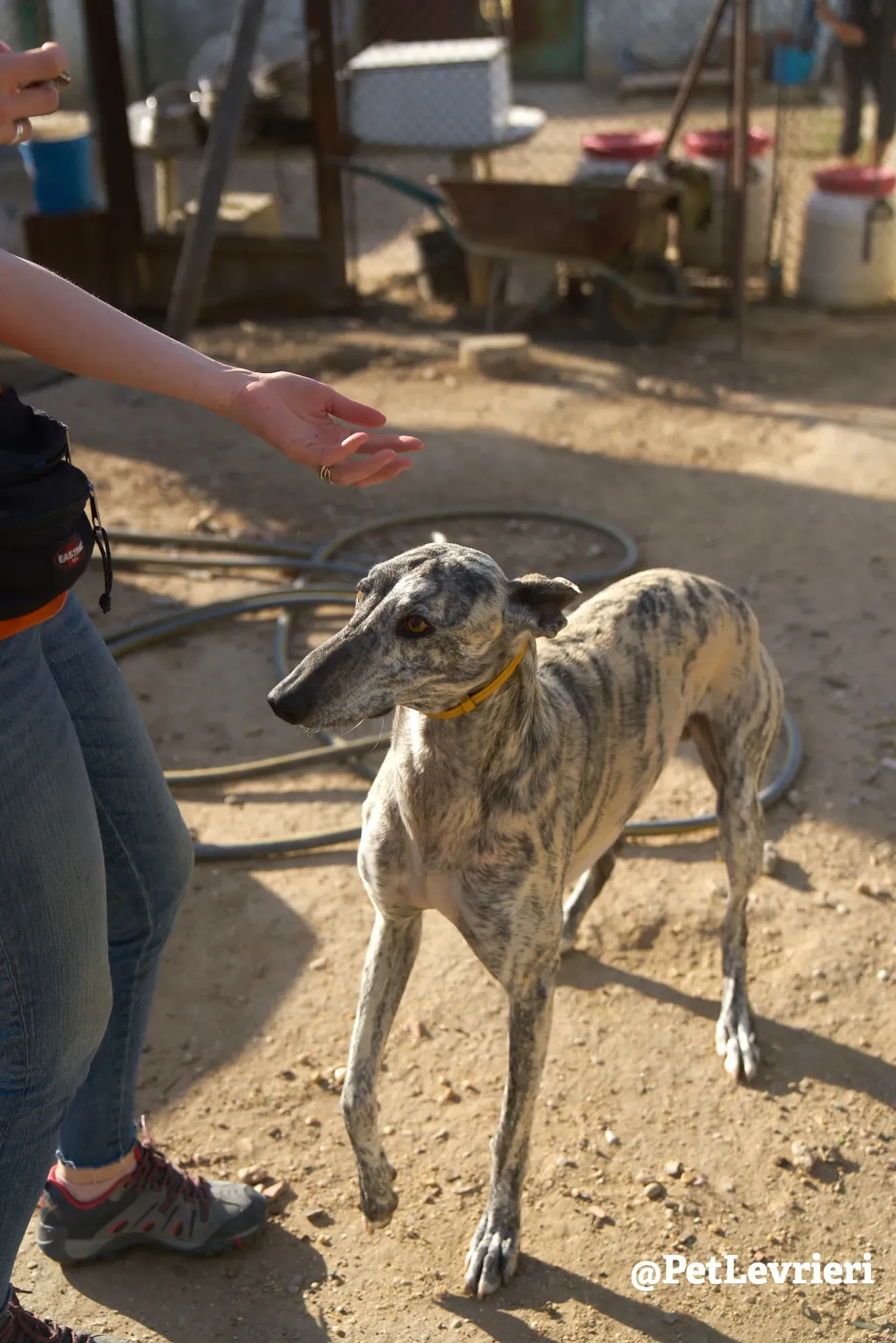 turbo adozione galgo 2