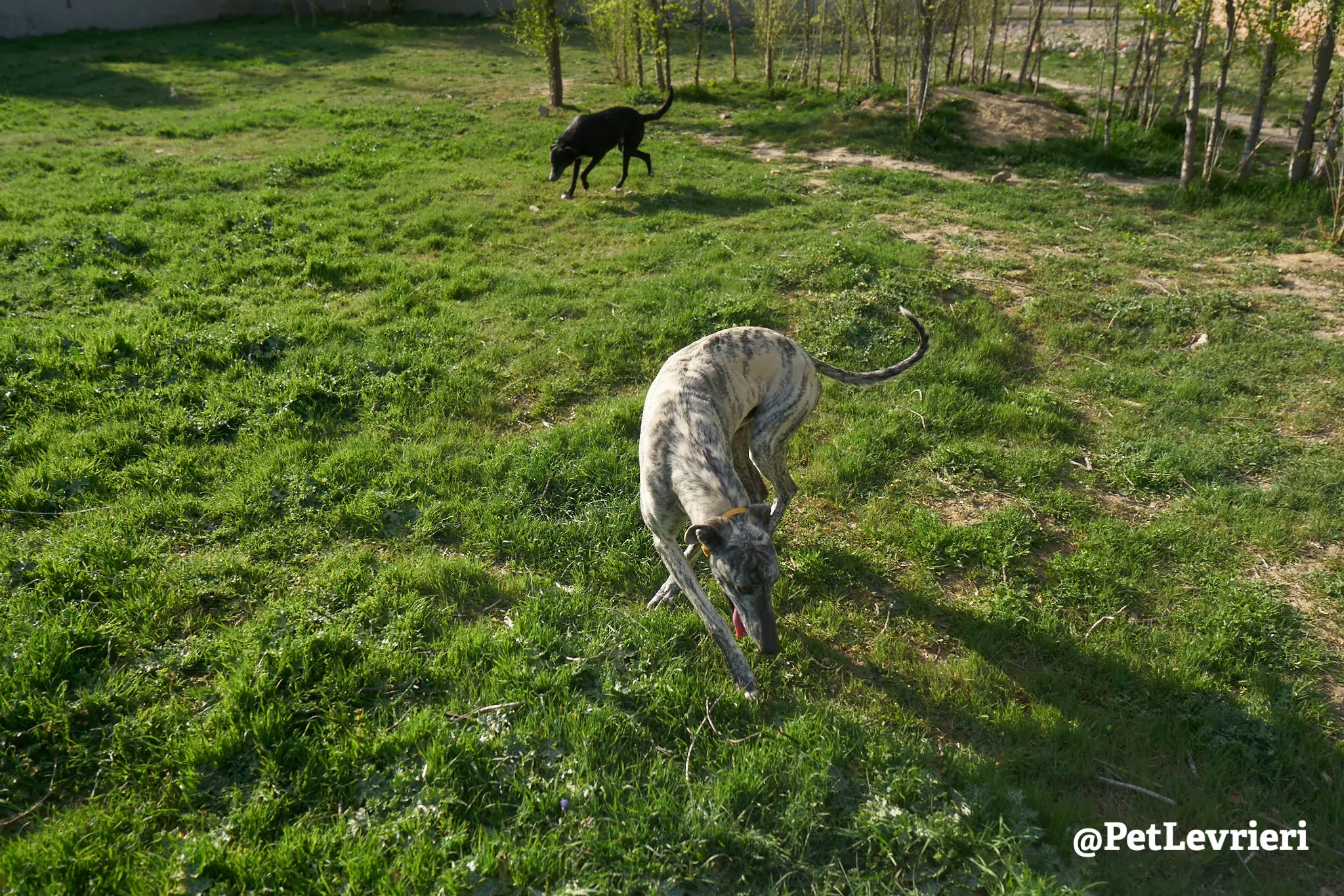 turbo adozione galgo 3