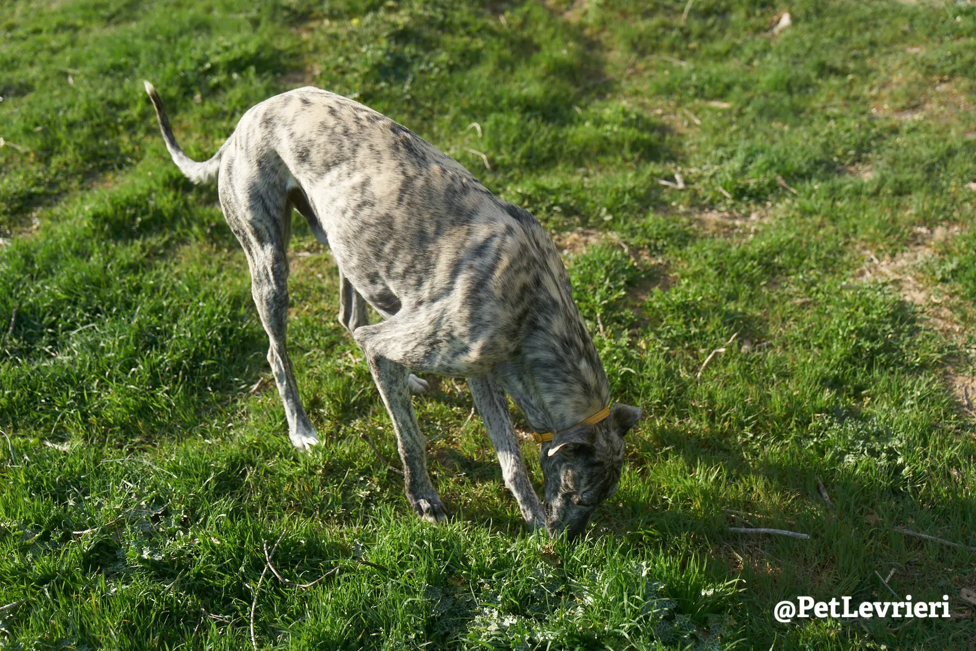 turbo adozione galgo 4