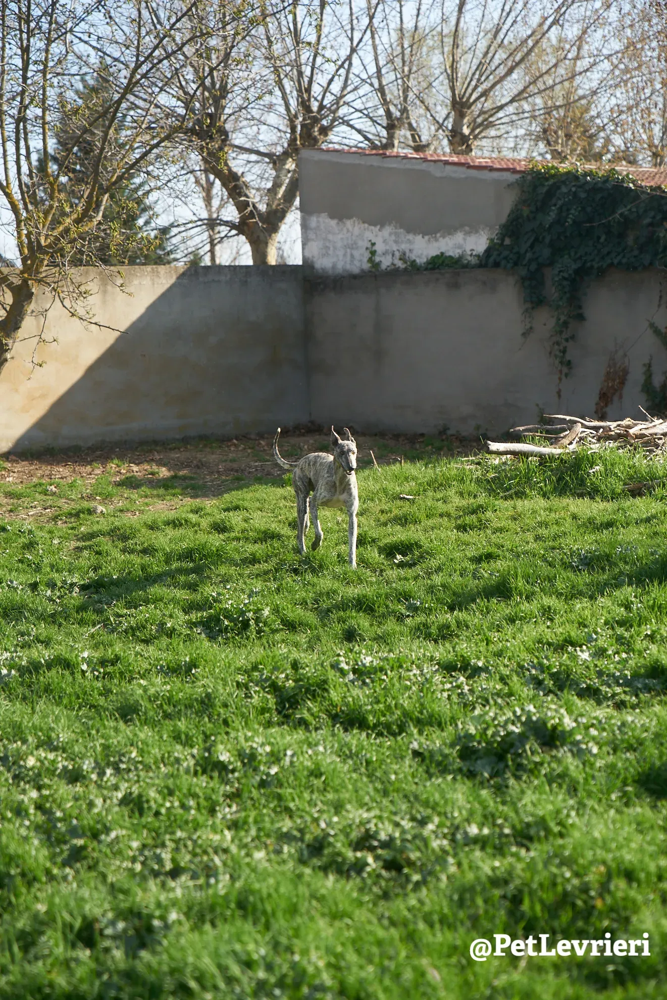 turbo adozione galgo 6
