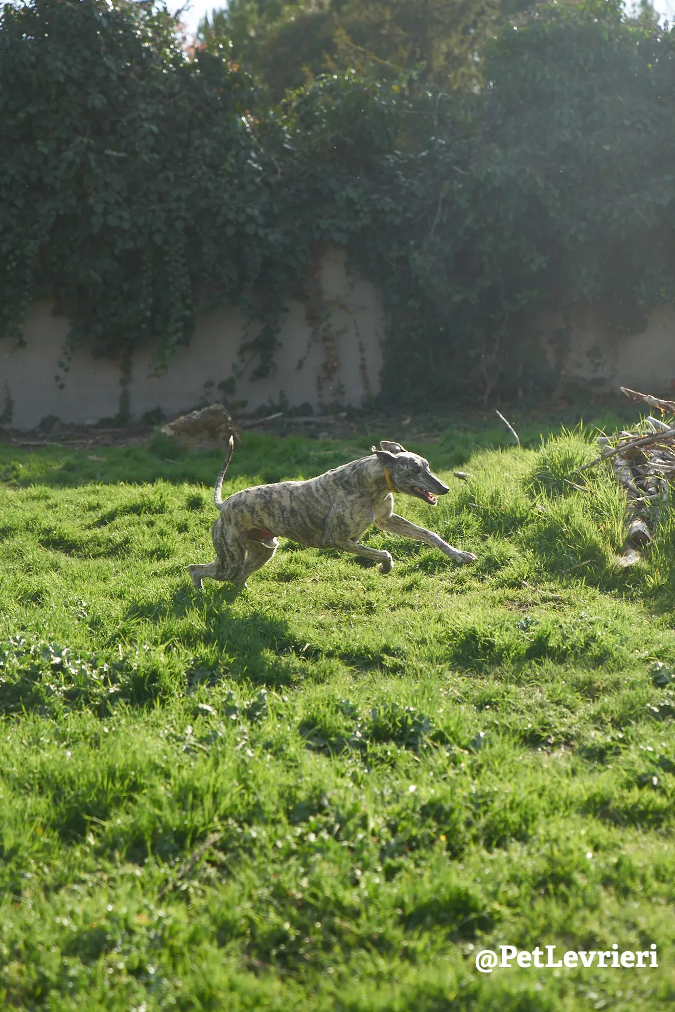 turbo adozione galgo 7