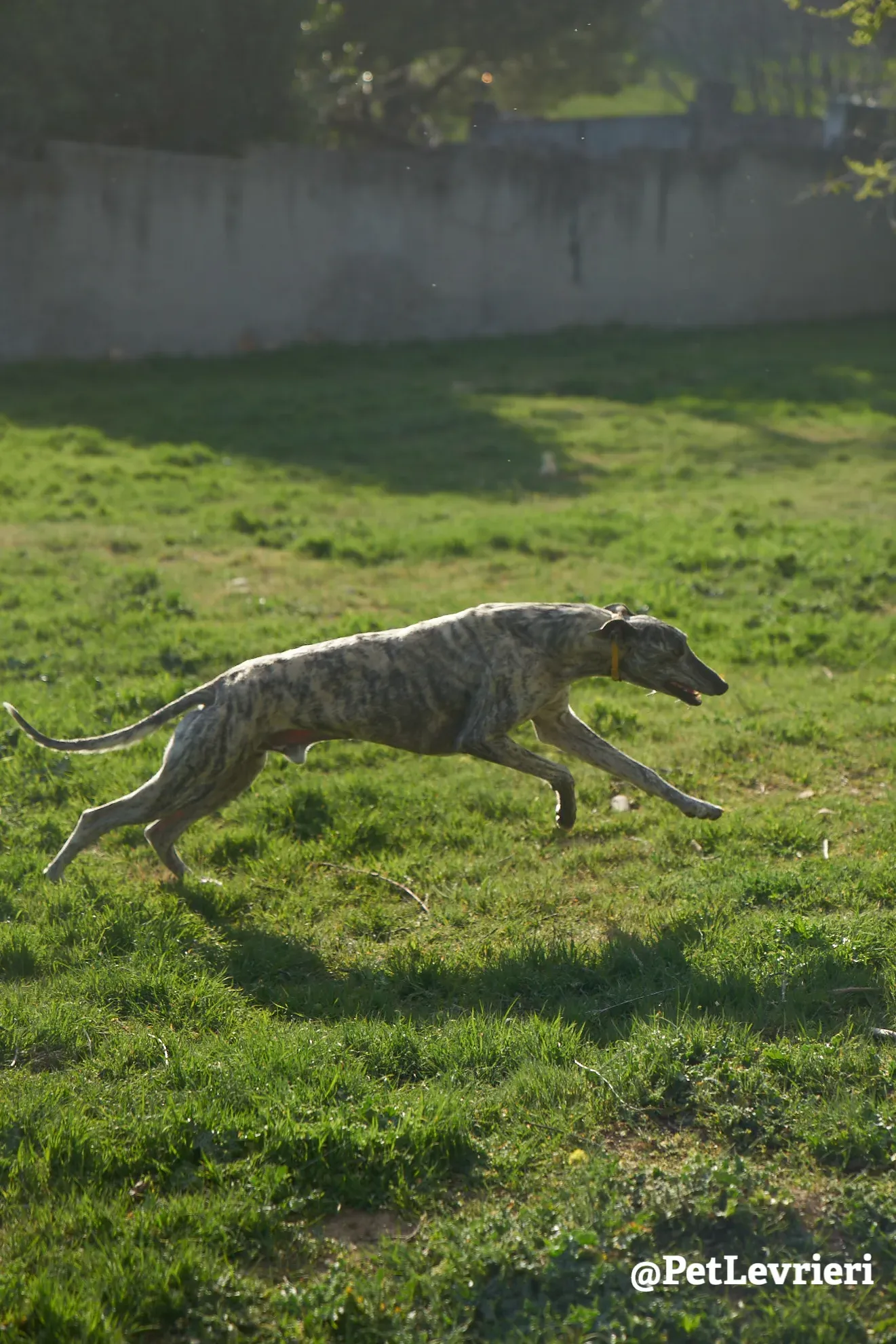 turbo adozione galgo 8