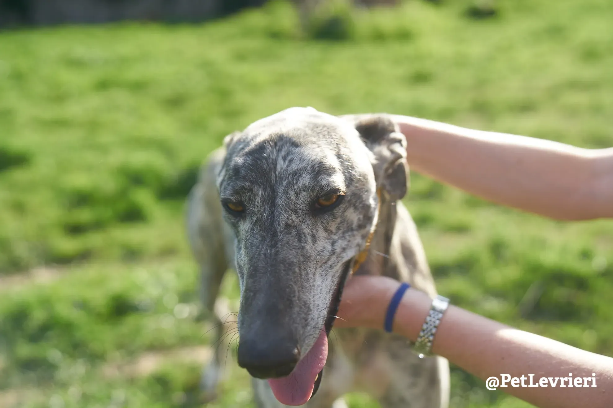 turbo adozione galgo 9