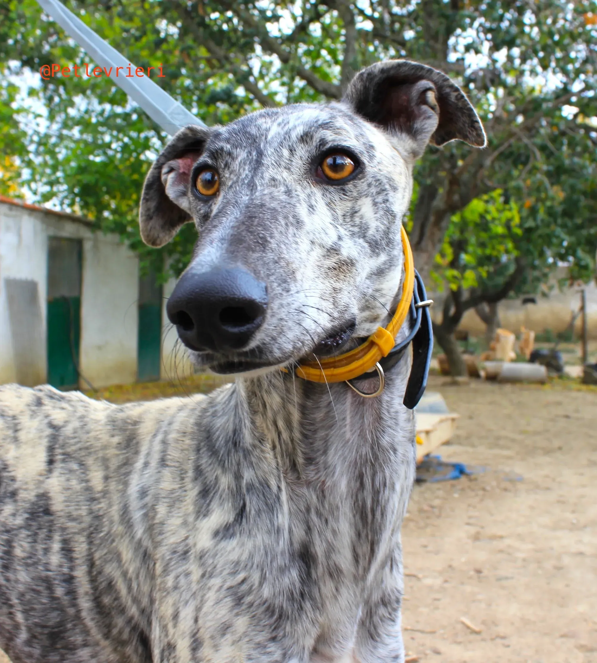 turbo adozione levrieri galgo 1
