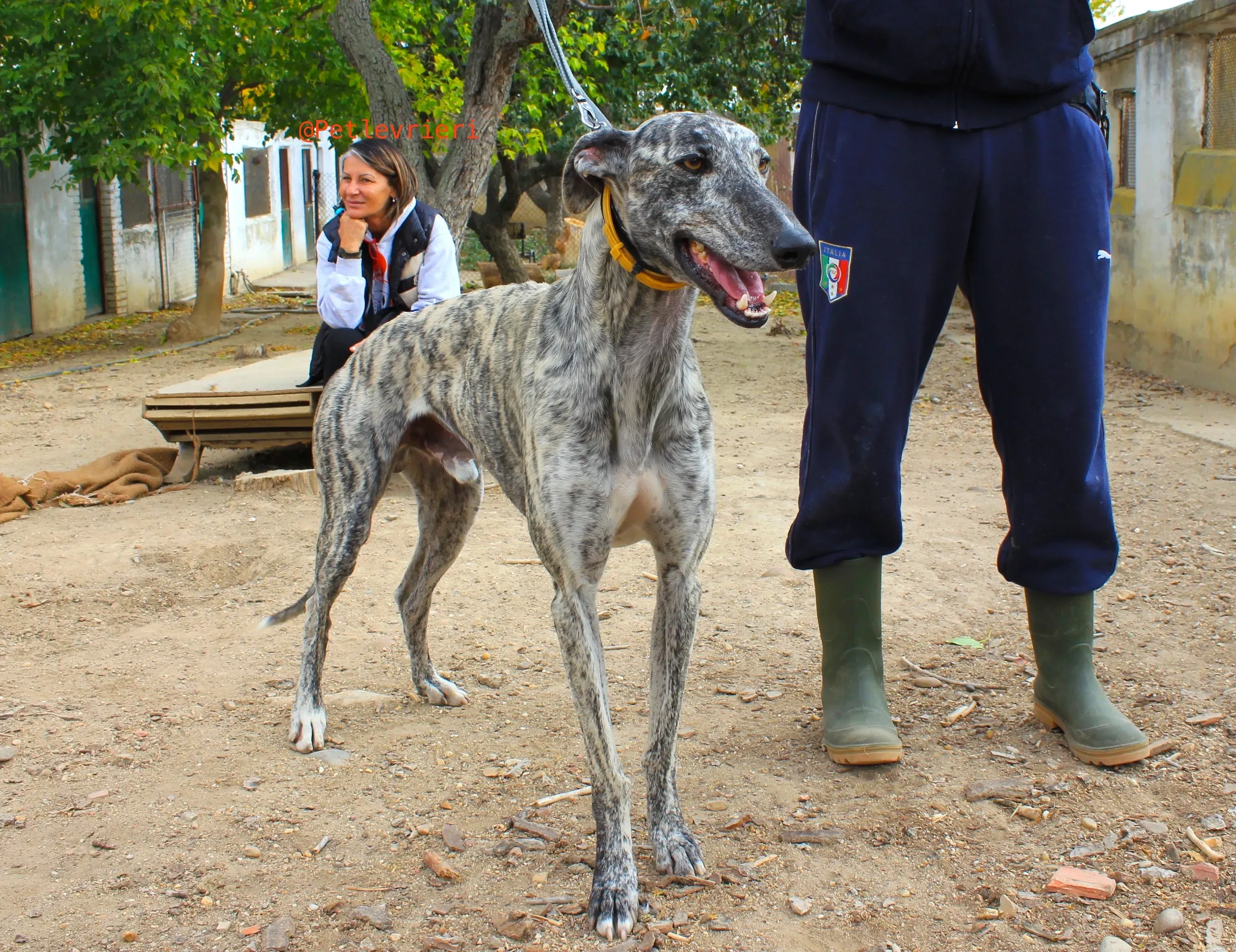 turbo adozione levrieri galgo 12