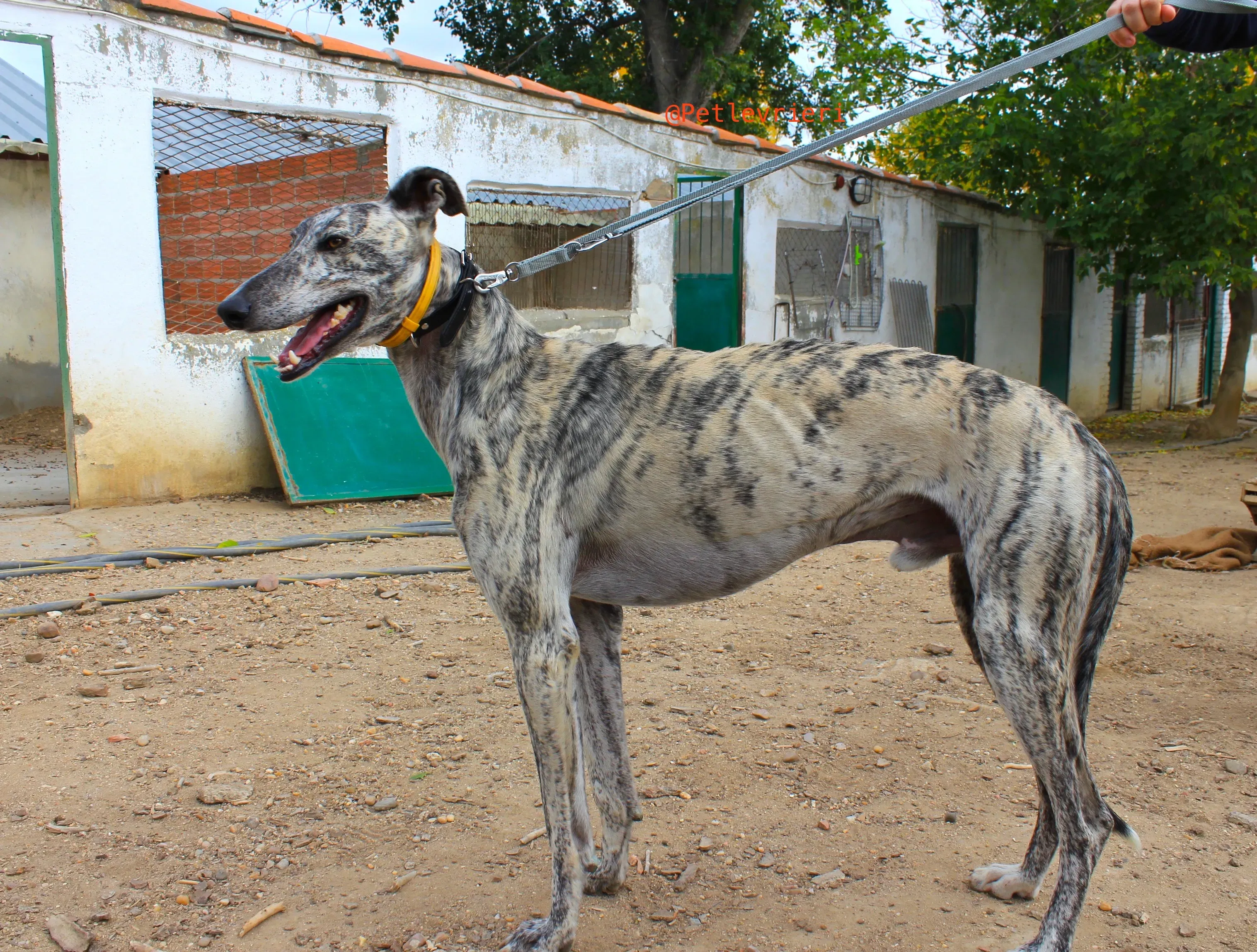 turbo adozione levrieri galgo 2