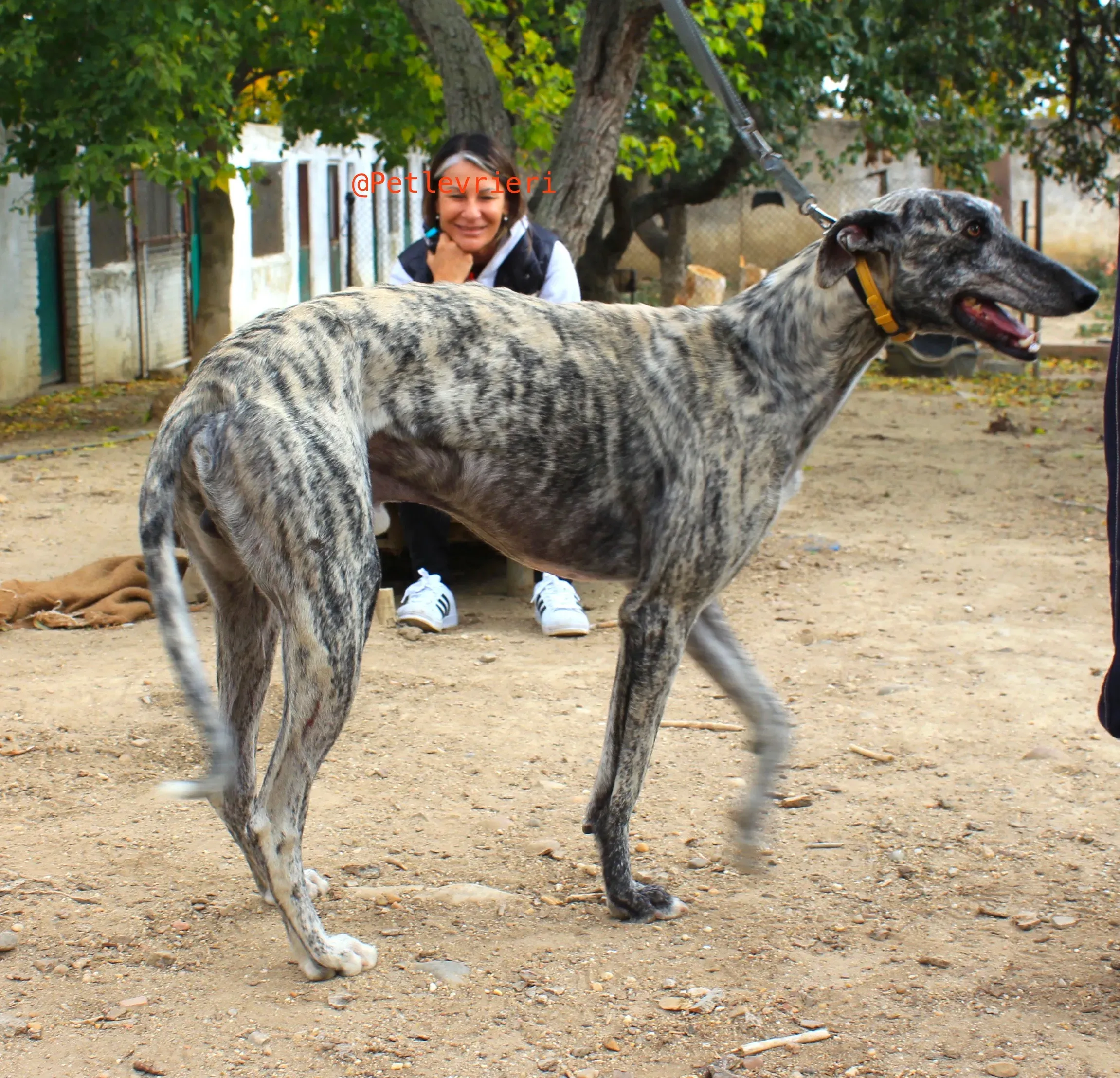 turbo adozione levrieri galgo 4