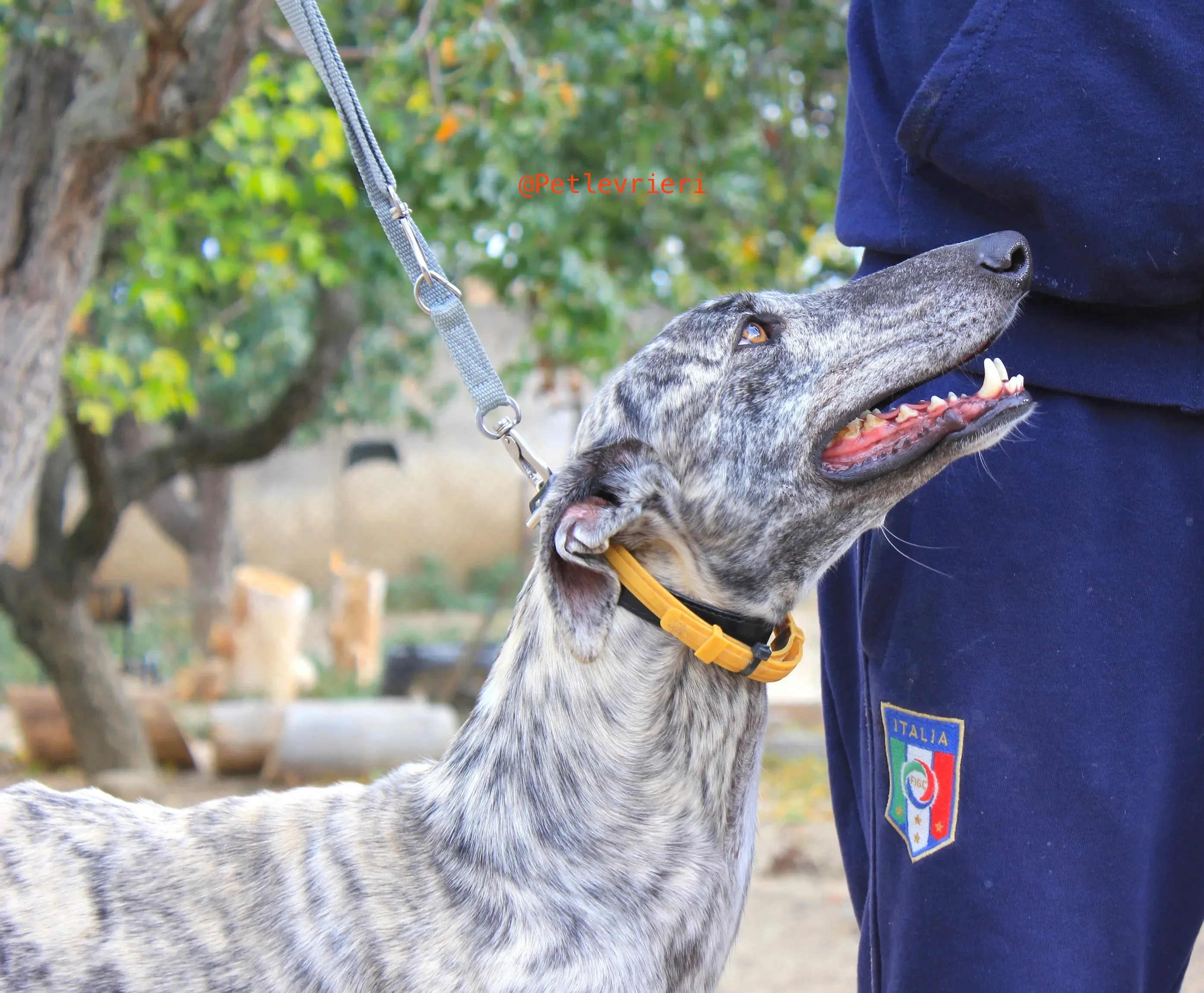 turbo adozione levrieri galgo 6