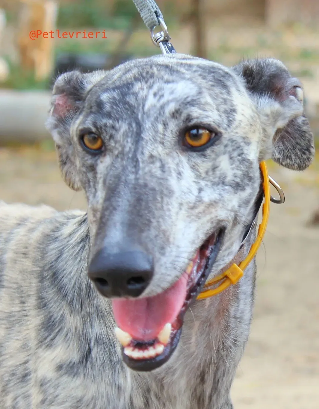 turbo adozione levrieri galgo 7