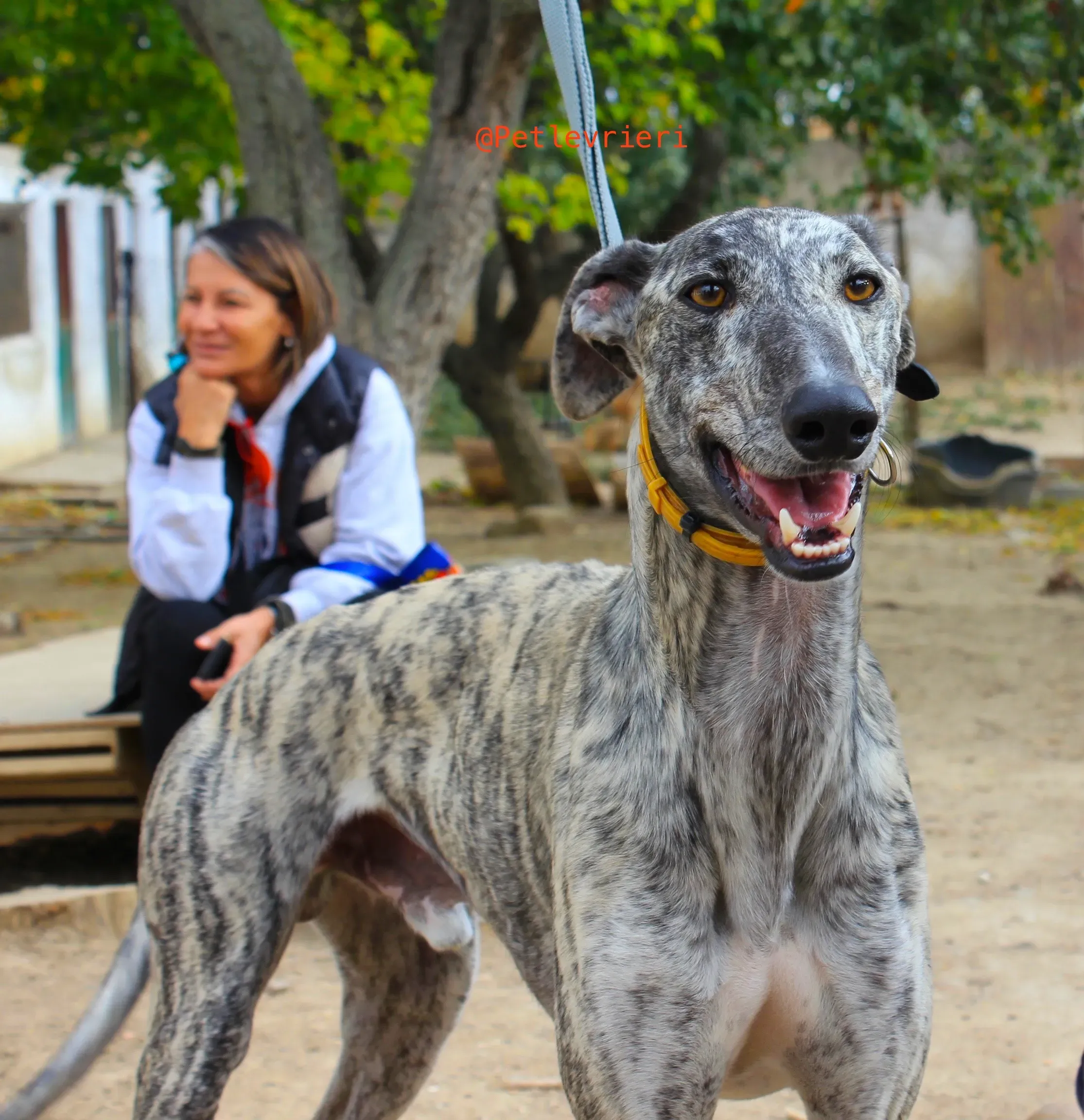 turbo adozione levrieri galgo 8
