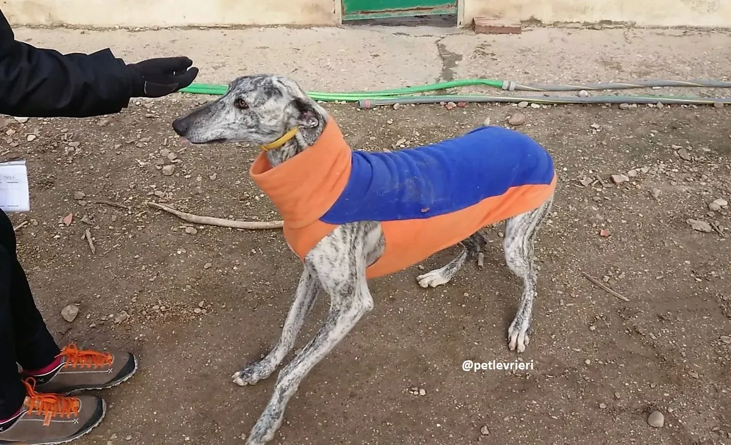 turbo adozioni levriero galgo 1
