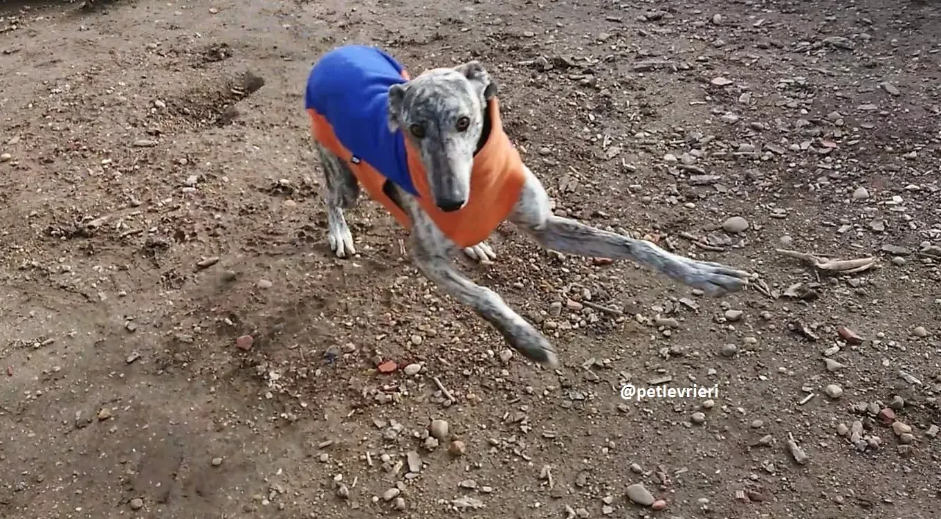 turbo adozioni levriero galgo 10 1
