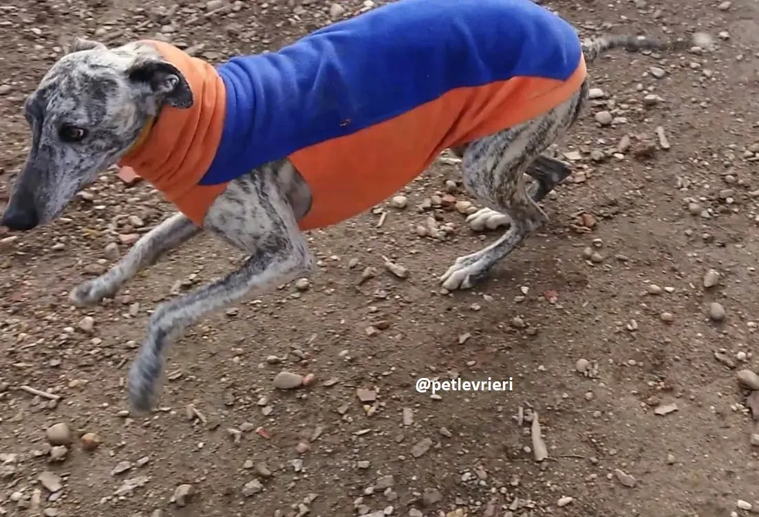 turbo adozioni levriero galgo 12 1