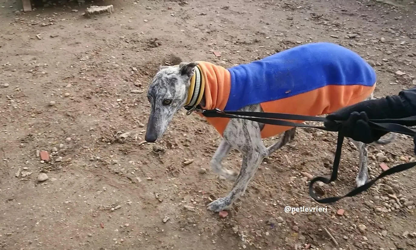 turbo adozioni levriero galgo 13 1
