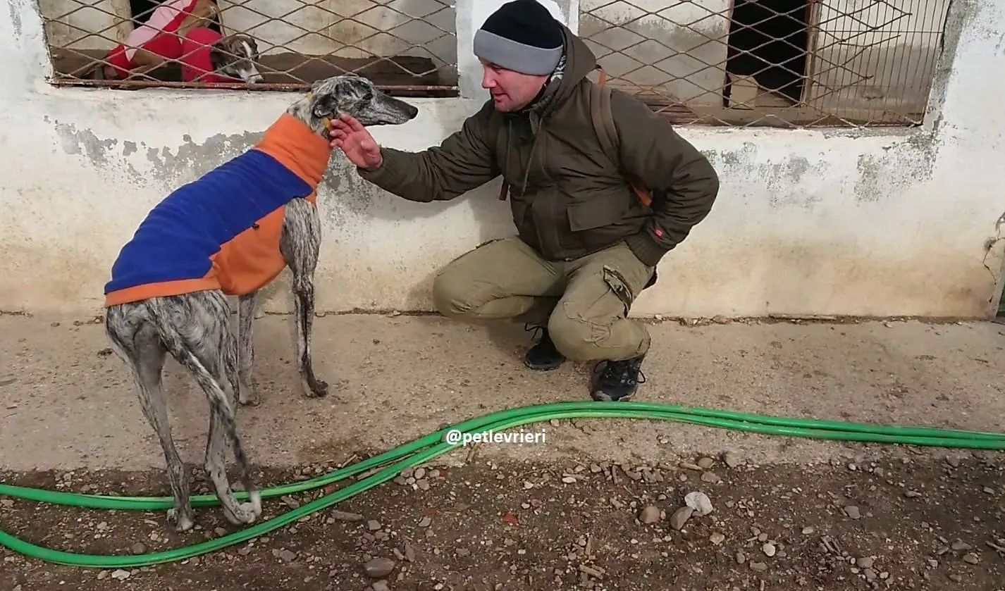 turbo adozioni levriero galgo 3 1