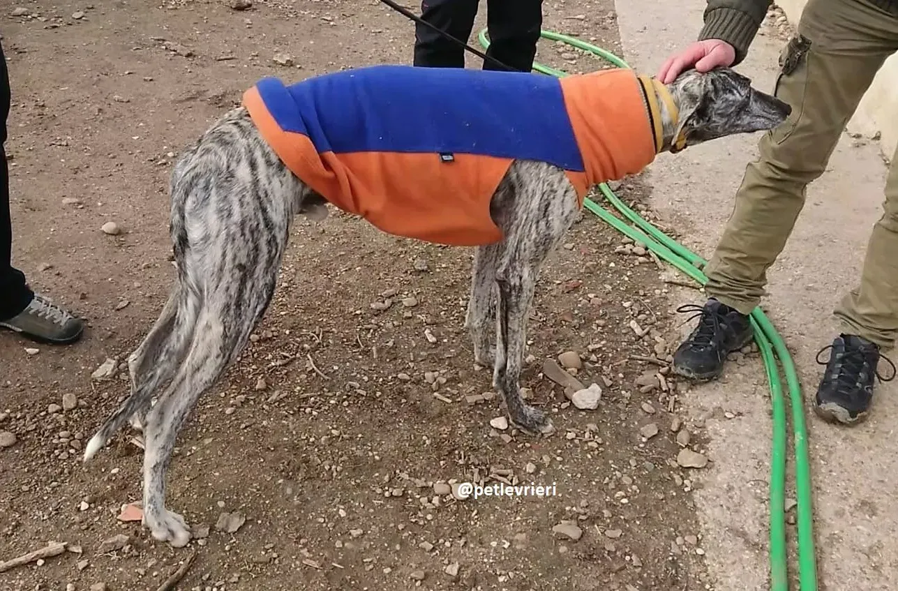 turbo adozioni levriero galgo 4 1