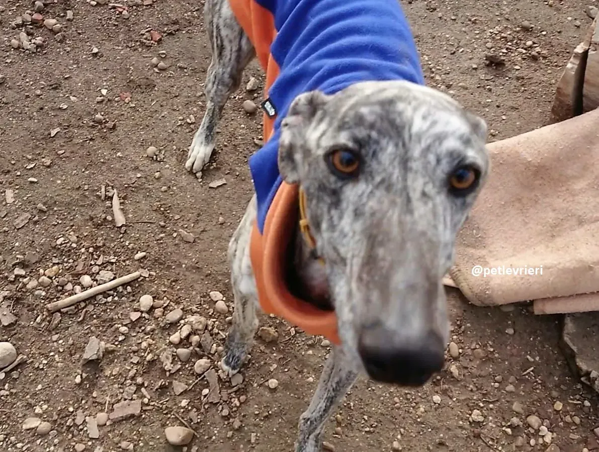 turbo adozioni levriero galgo 5 1