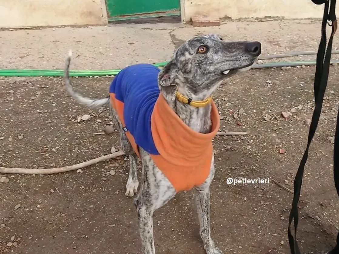 turbo adozioni levriero galgo 7 2