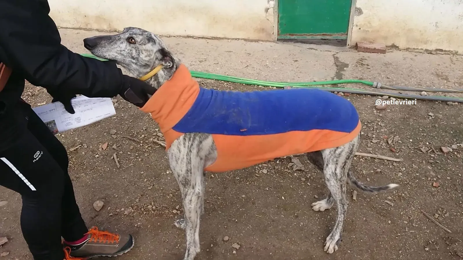 turbo adozioni levriero galgo 8 1