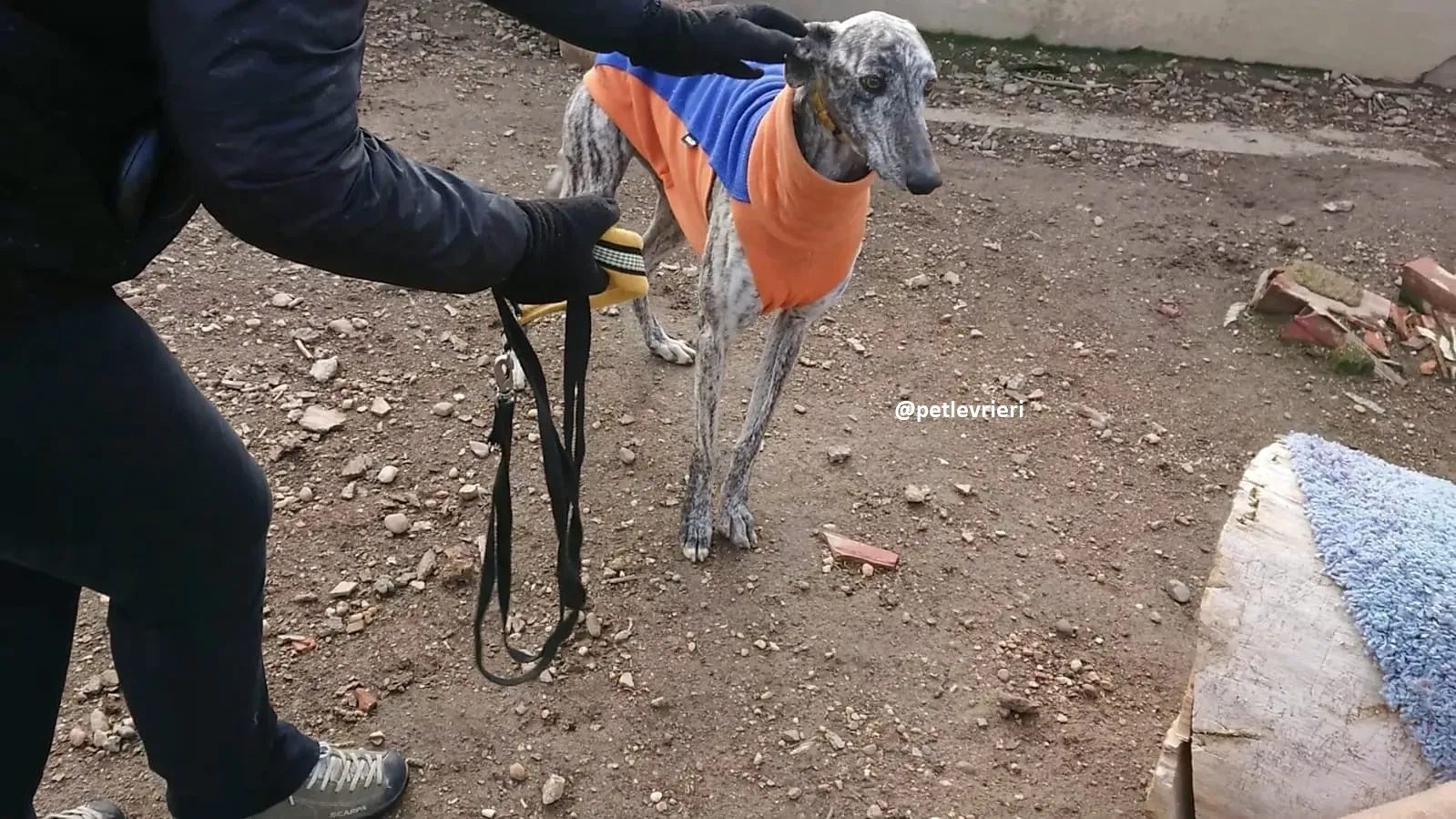turbo adozioni levriero galgo 9 1