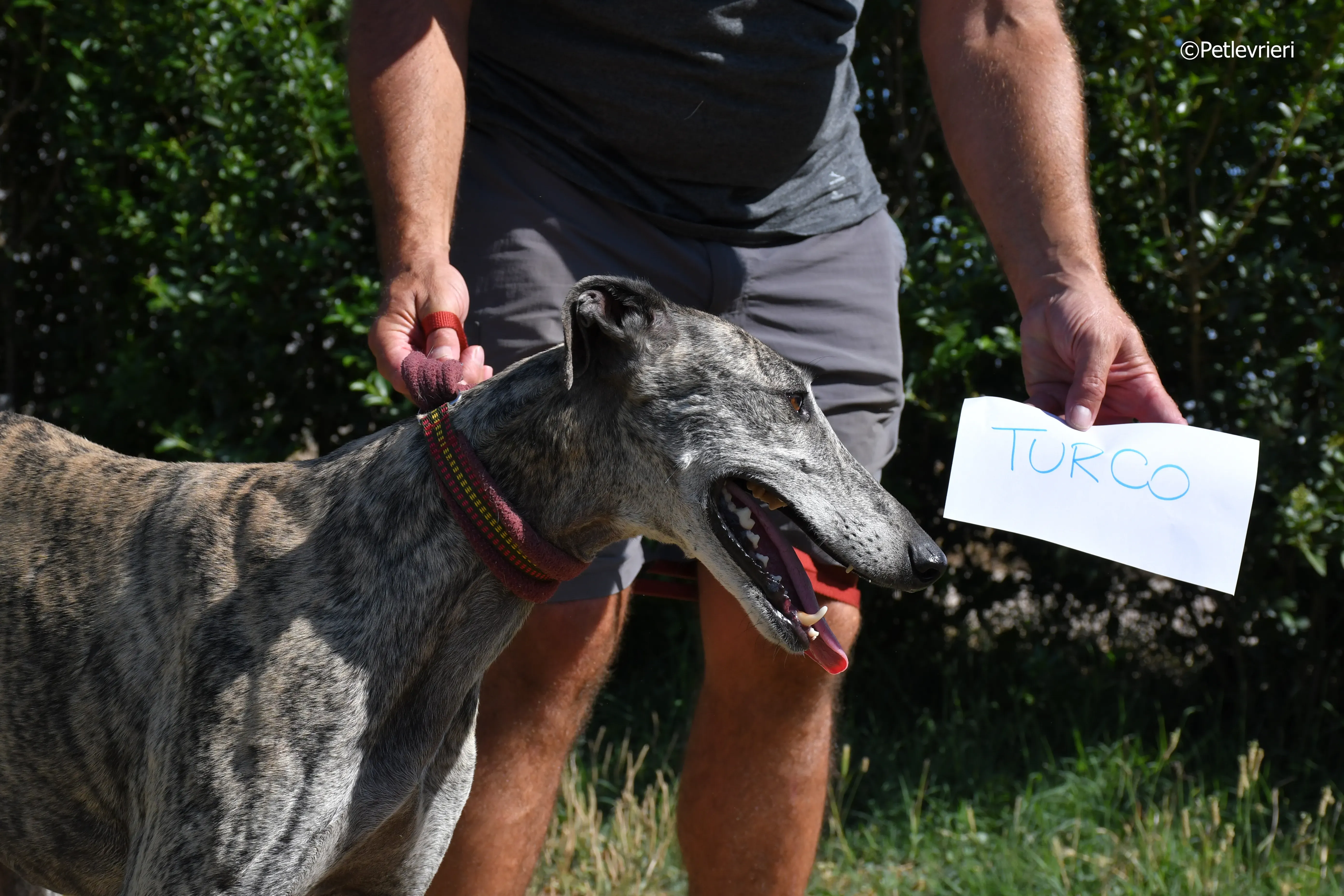 turco adozione levrieri galgo 1