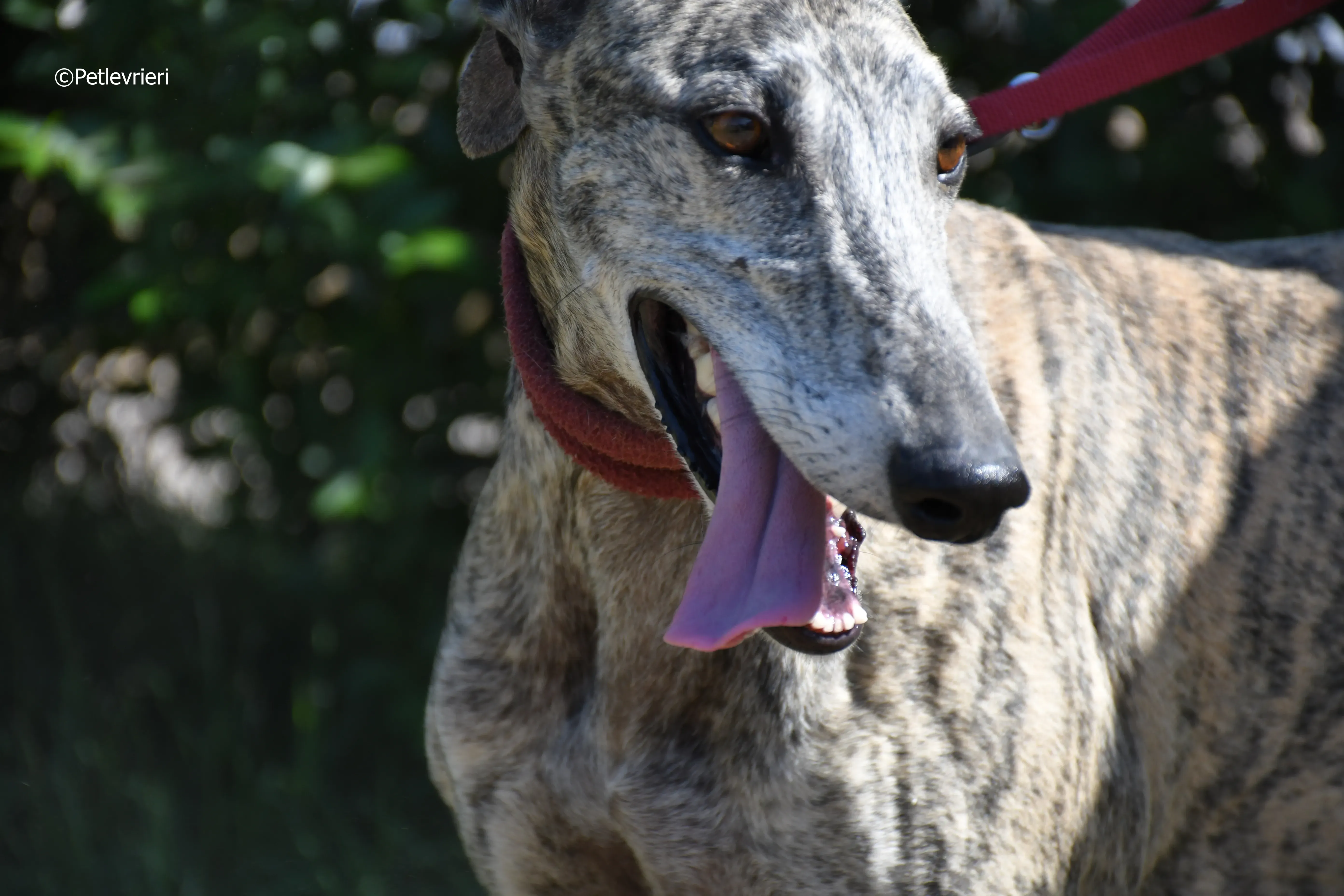 turco adozione levrieri galgo 10