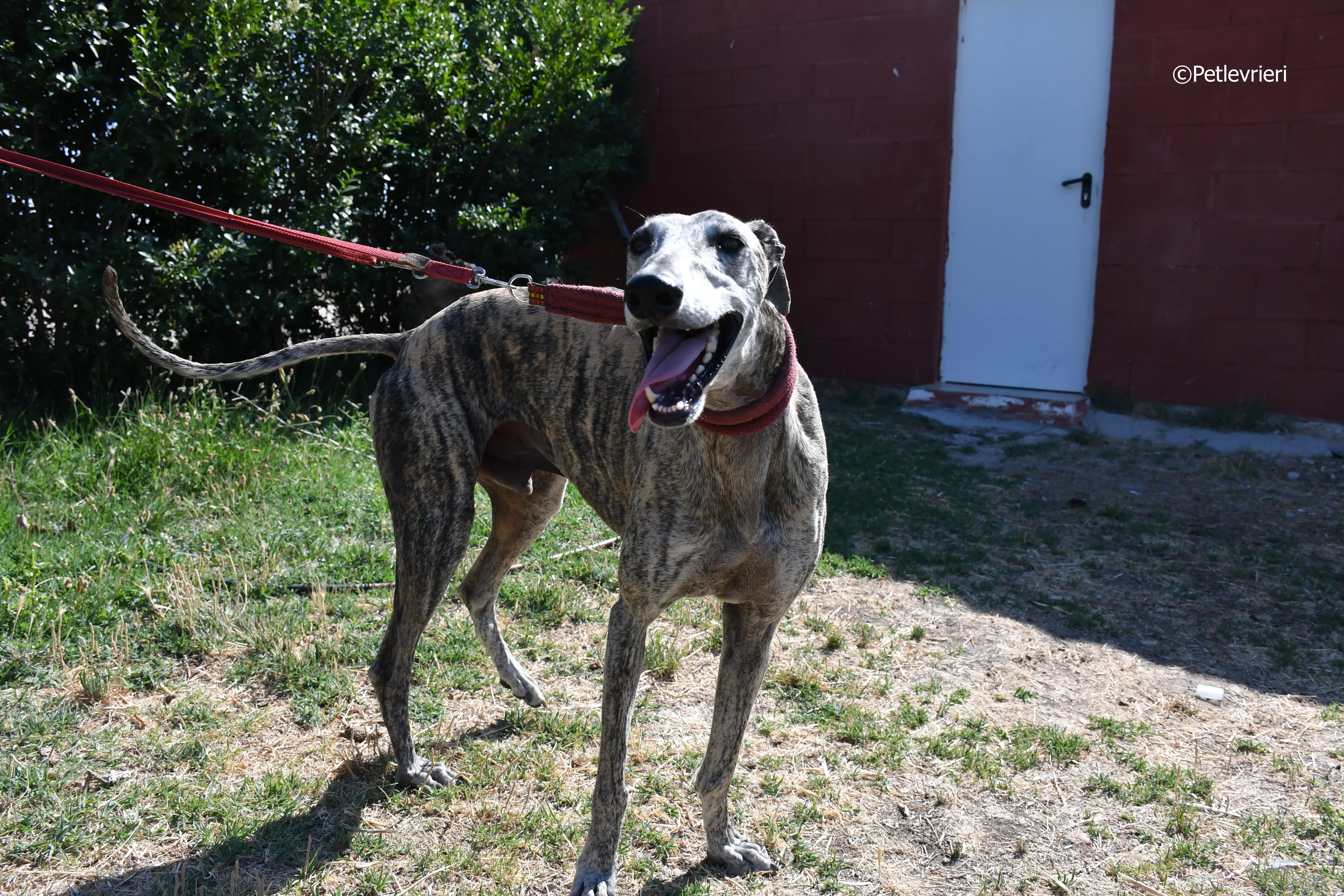 turco adozione levrieri galgo 11