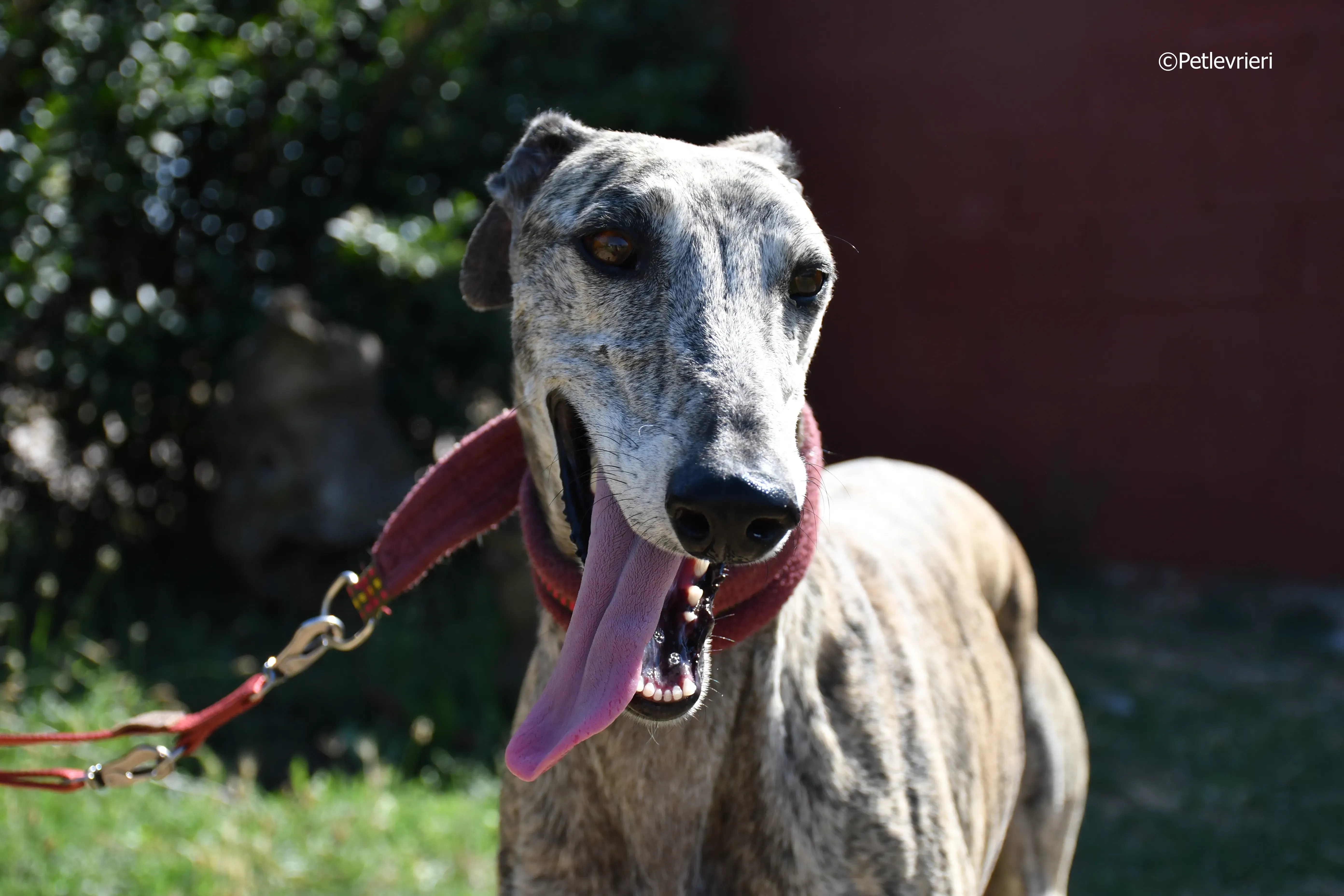 turco adozione levrieri galgo 12