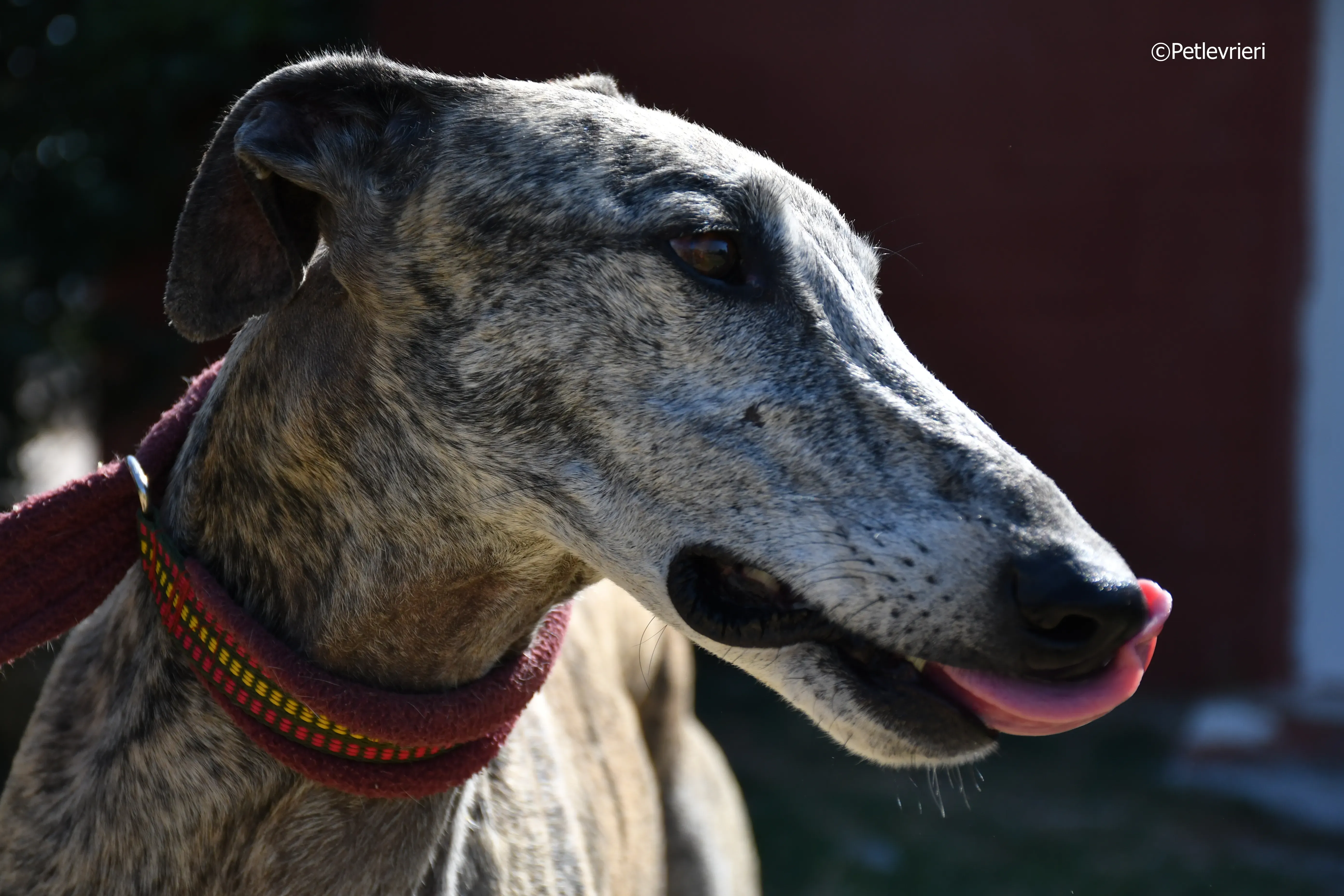 turco adozione levrieri galgo 13