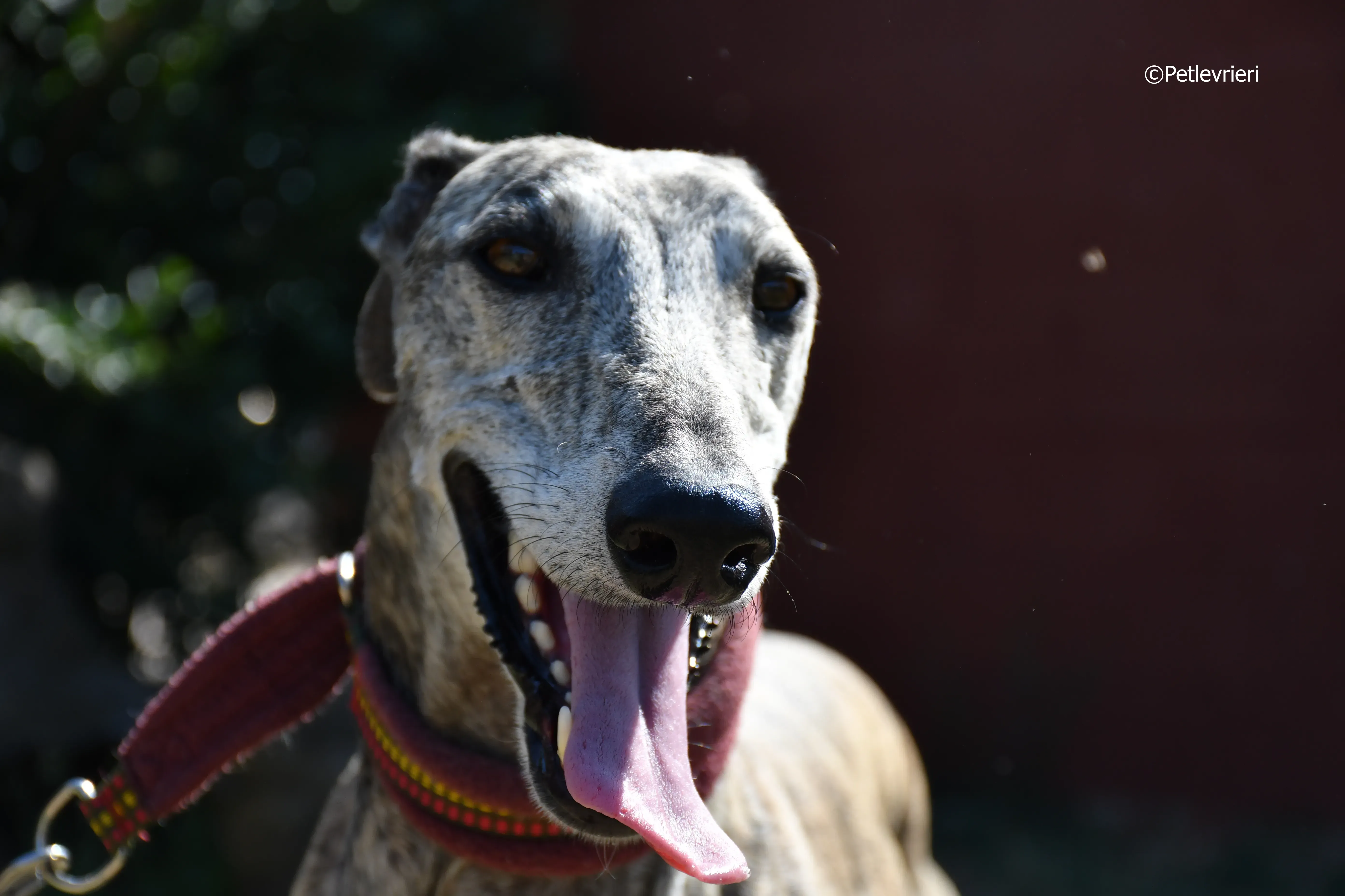 turco adozione levrieri galgo 14