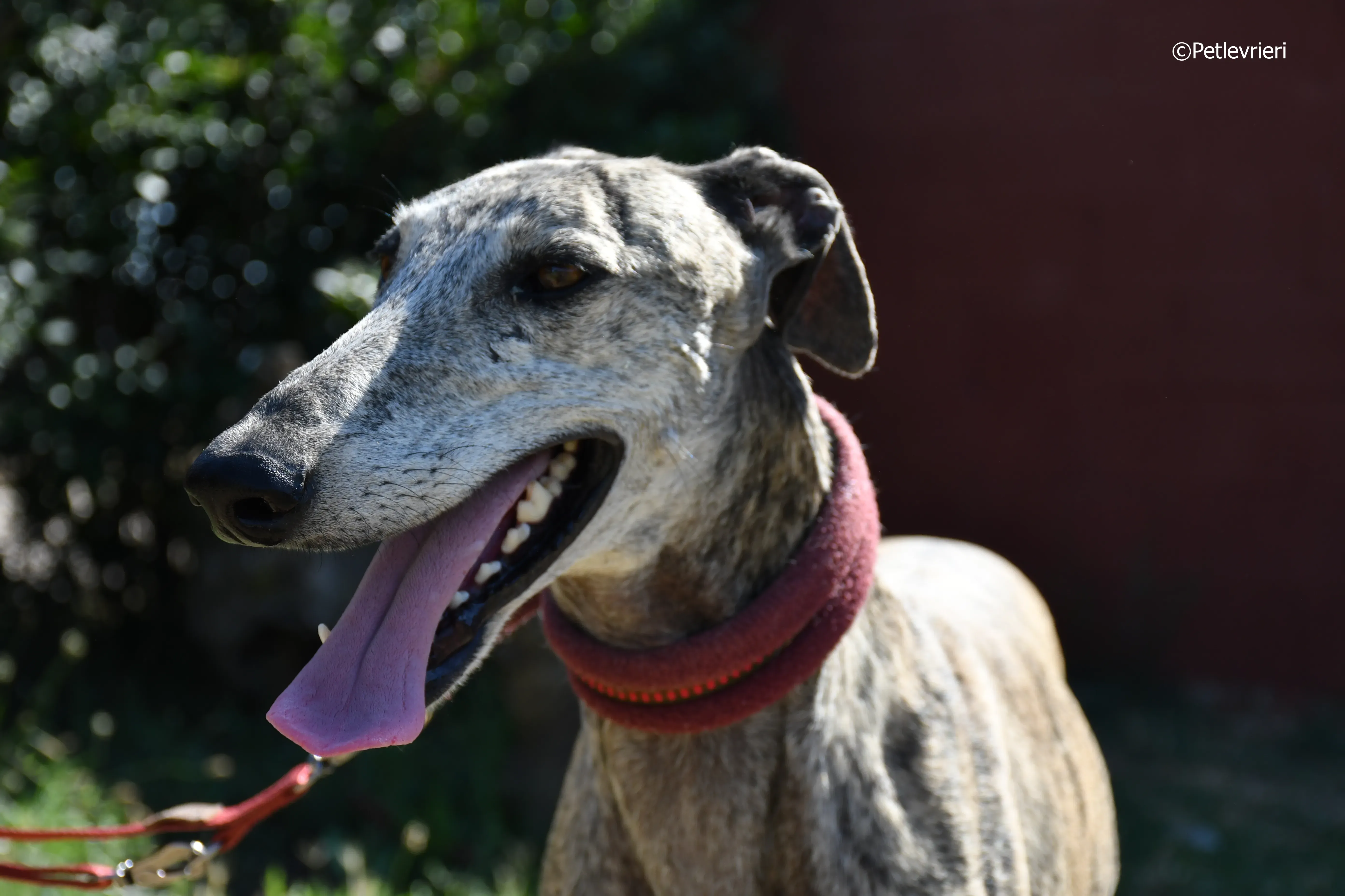 turco adozione levrieri galgo 15