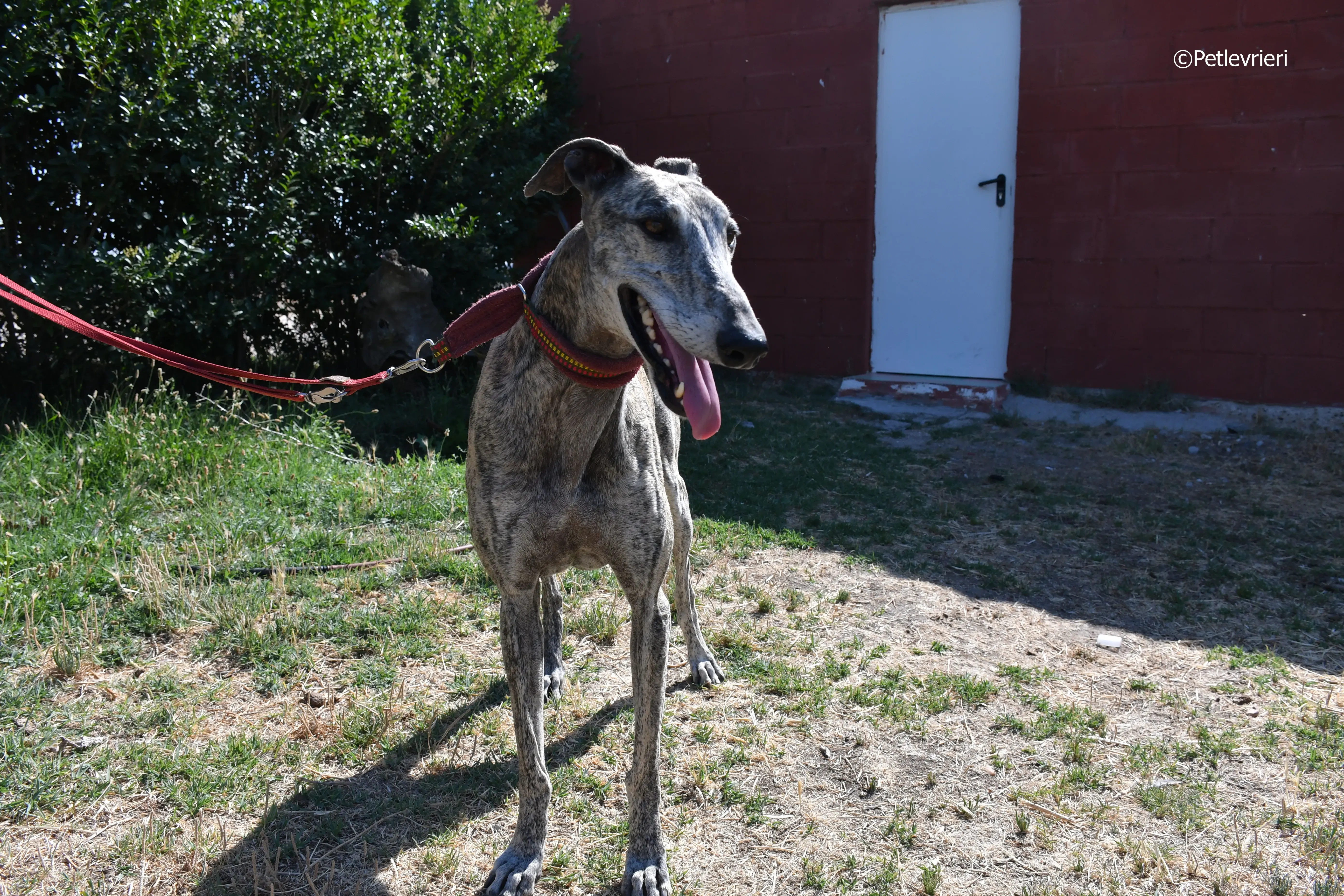 turco adozione levrieri galgo 16