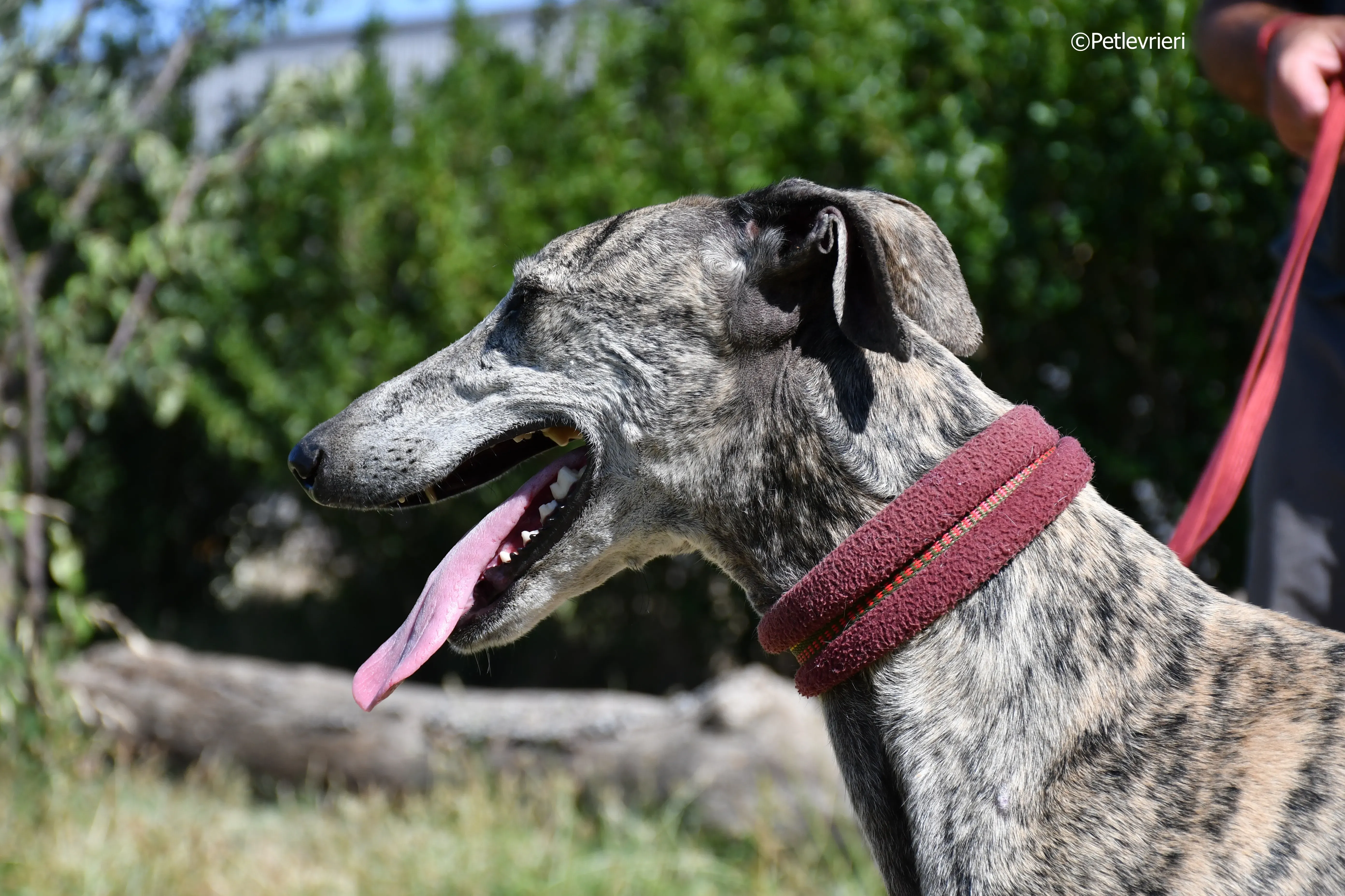 turco adozione levrieri galgo 17