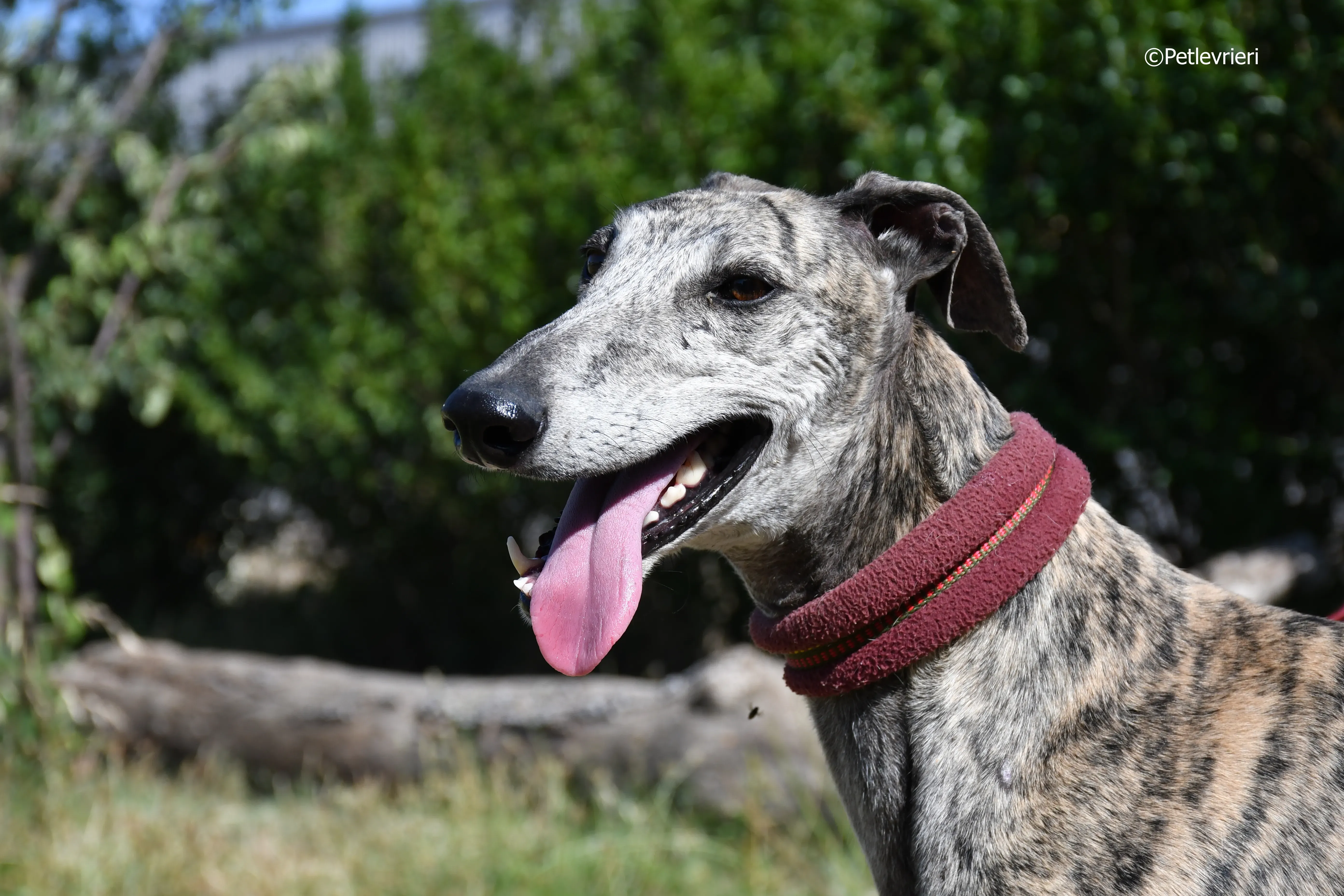 turco adozione levrieri galgo 18